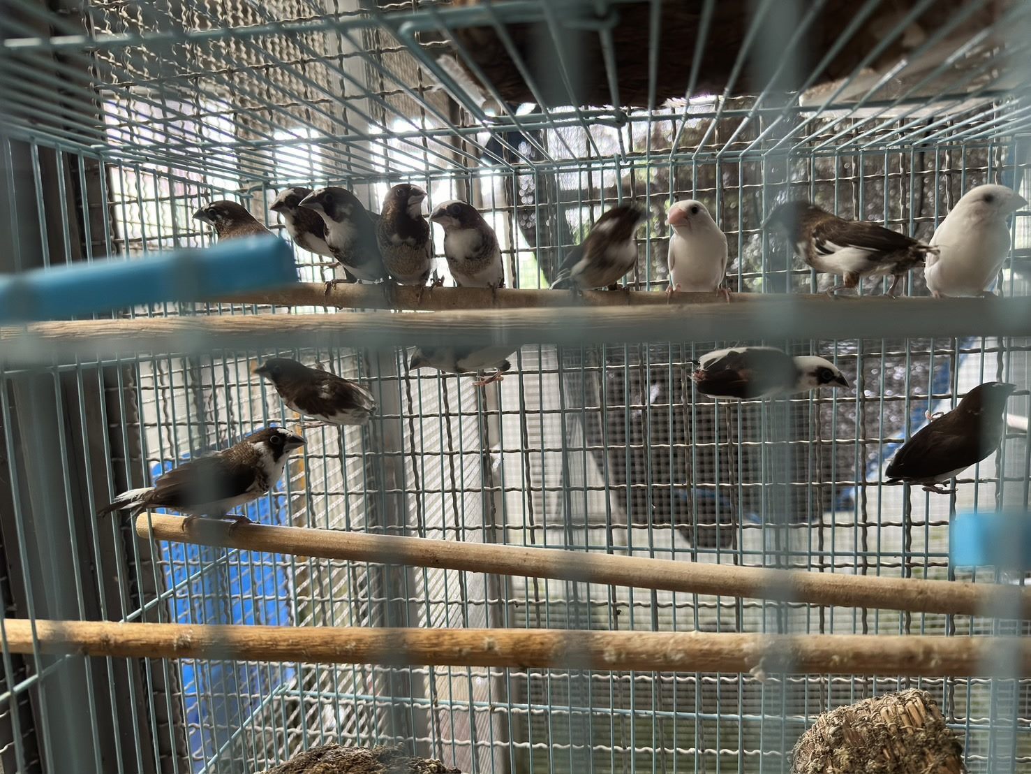 「16隻十姊妹」被帶到萬華區電影主題公園遺棄，動保處經警方協助下調閱周邊監視器找到飼主。（北市動保處提供）