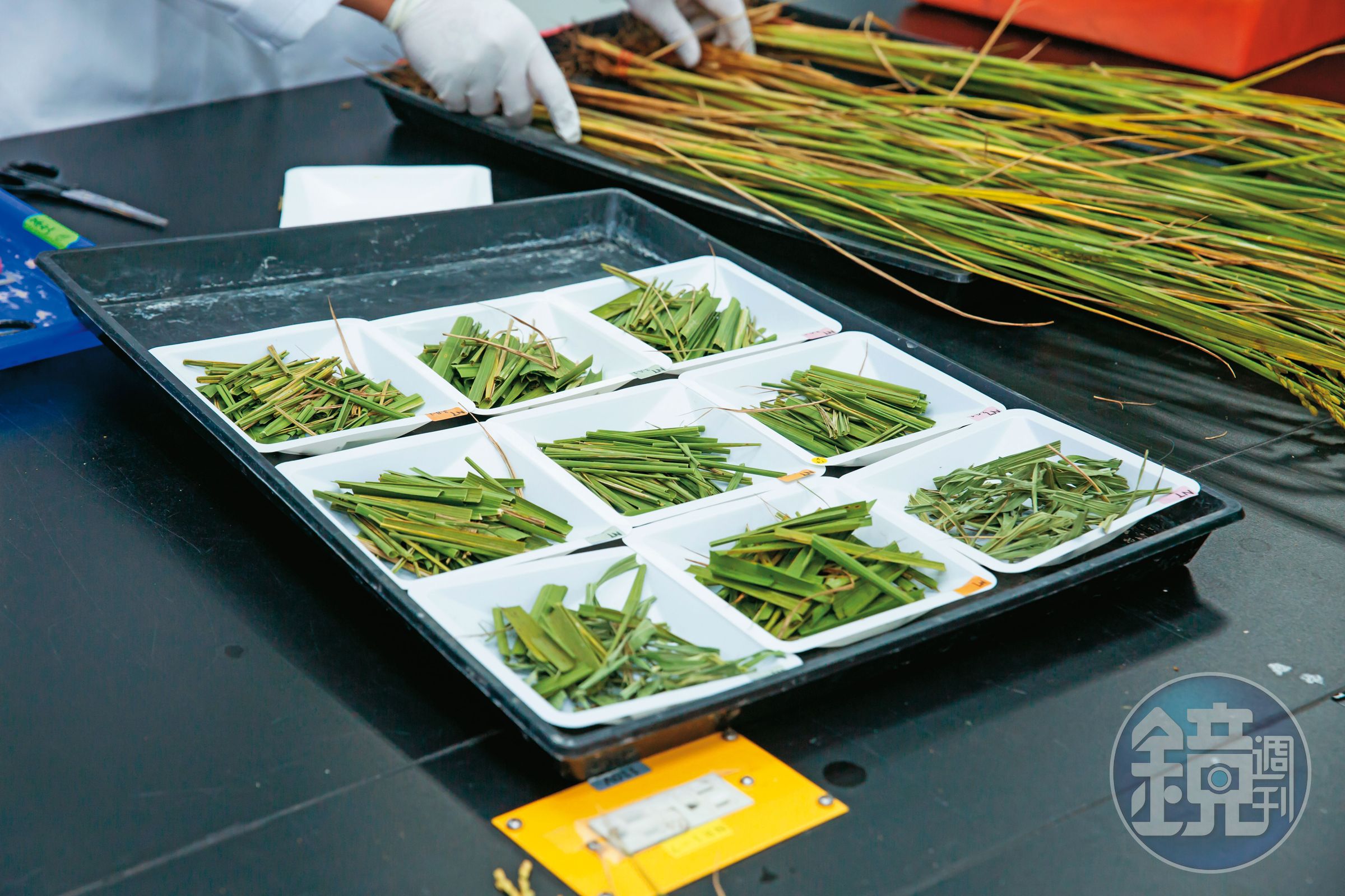 研究人員正在做水稻地上部莖幹生物量分析前置作業。