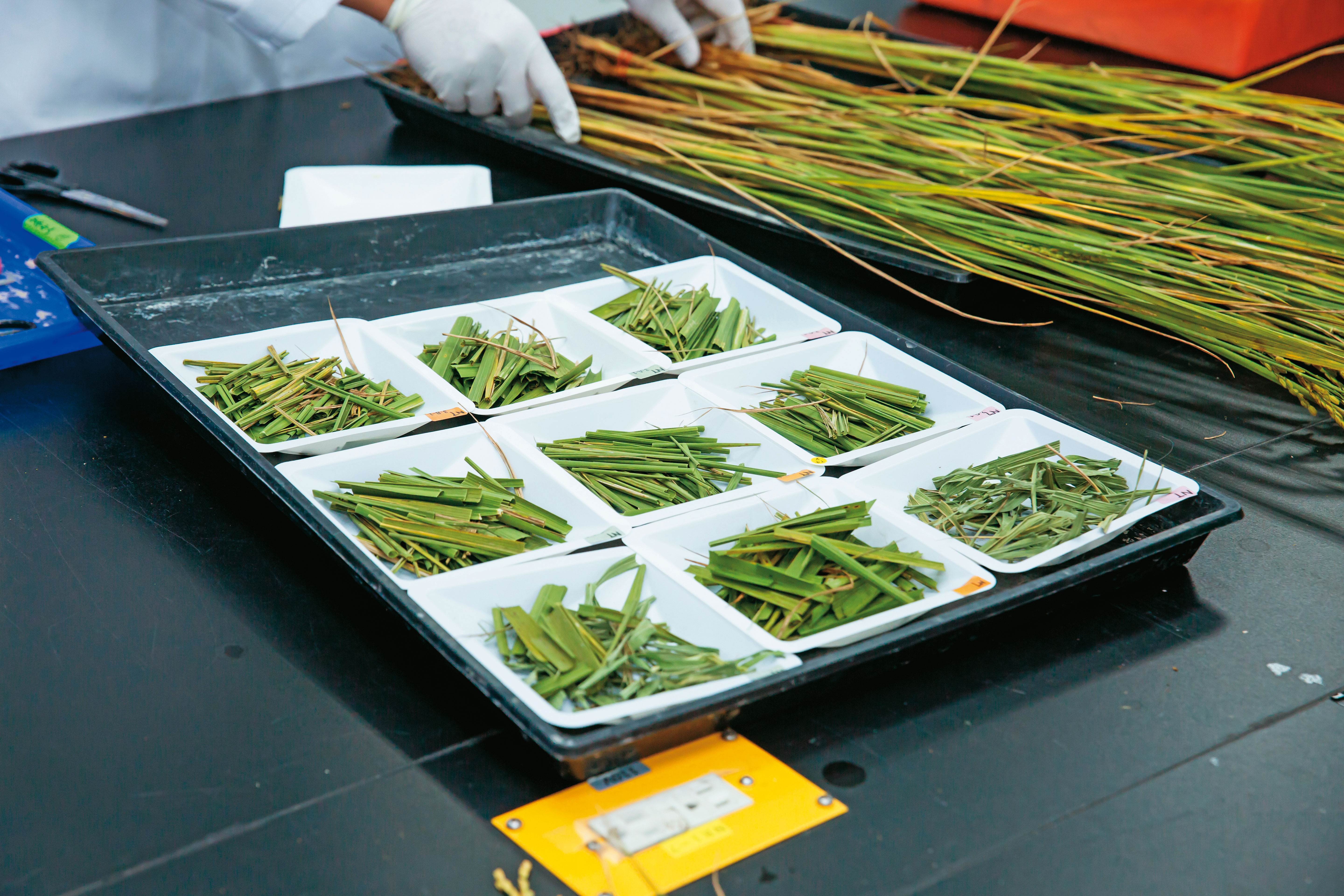 研究人員正在做水稻地上部莖幹生物量分析前置作業。