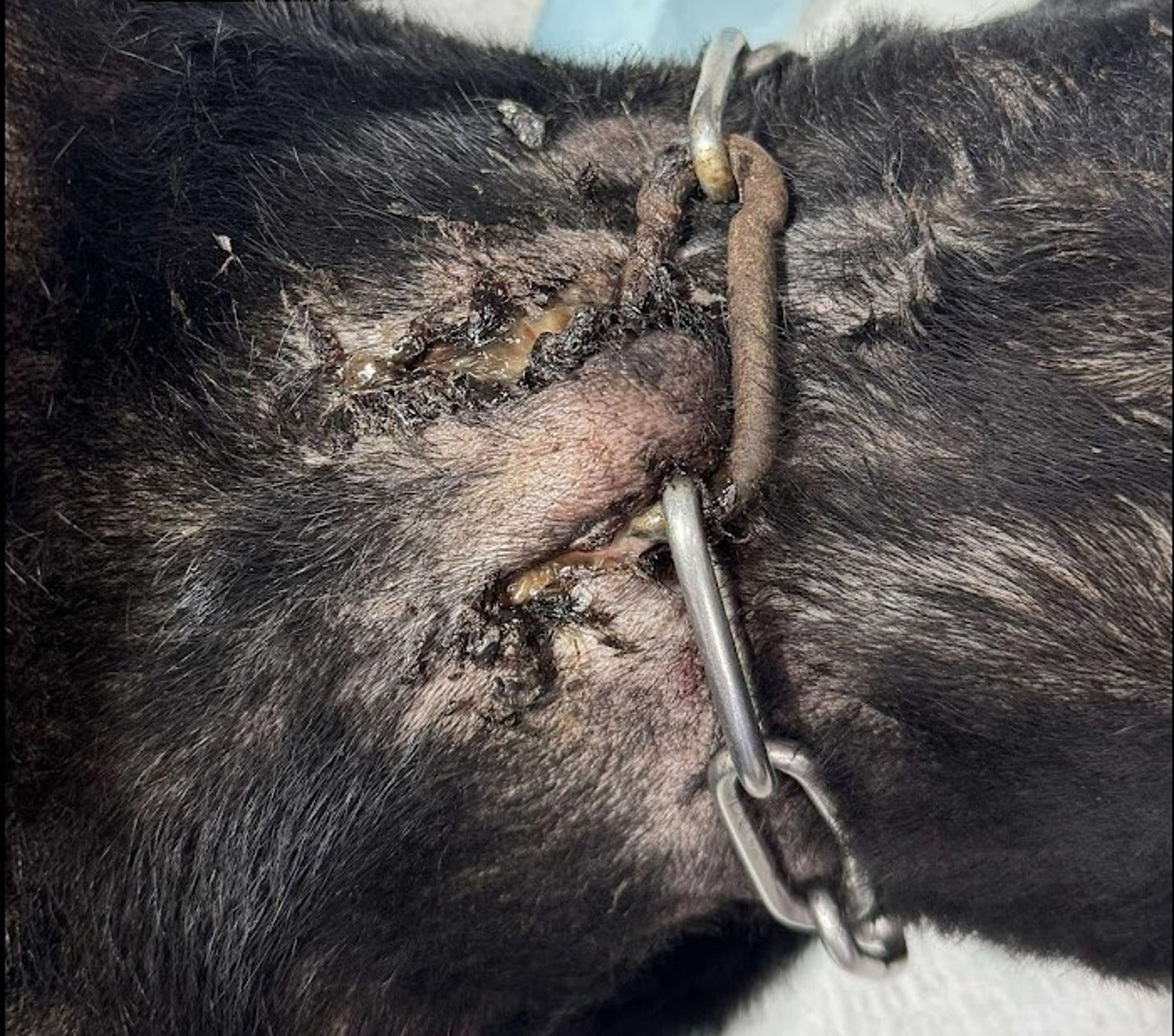 犬隻不當飼養導致鐵鍊卡入脖頸肉。(新北動保處提供)