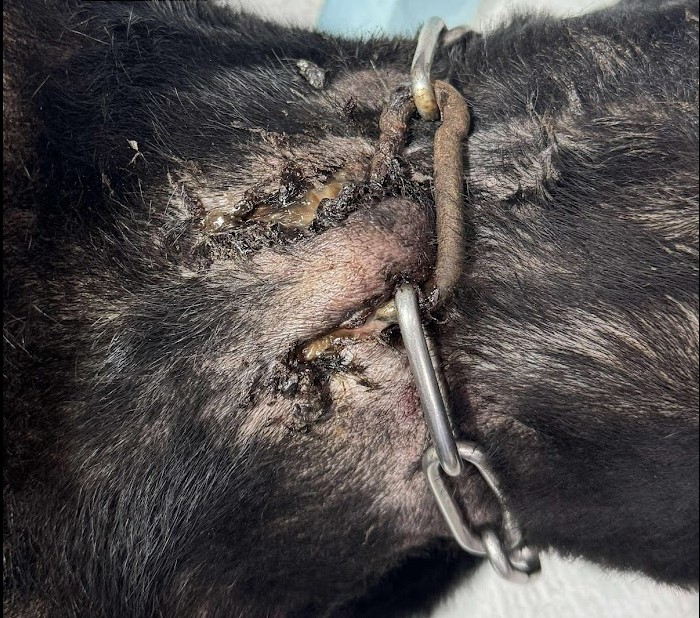 犬隻不當飼養導致鐵鍊卡入脖頸肉。(新北動保處提供)