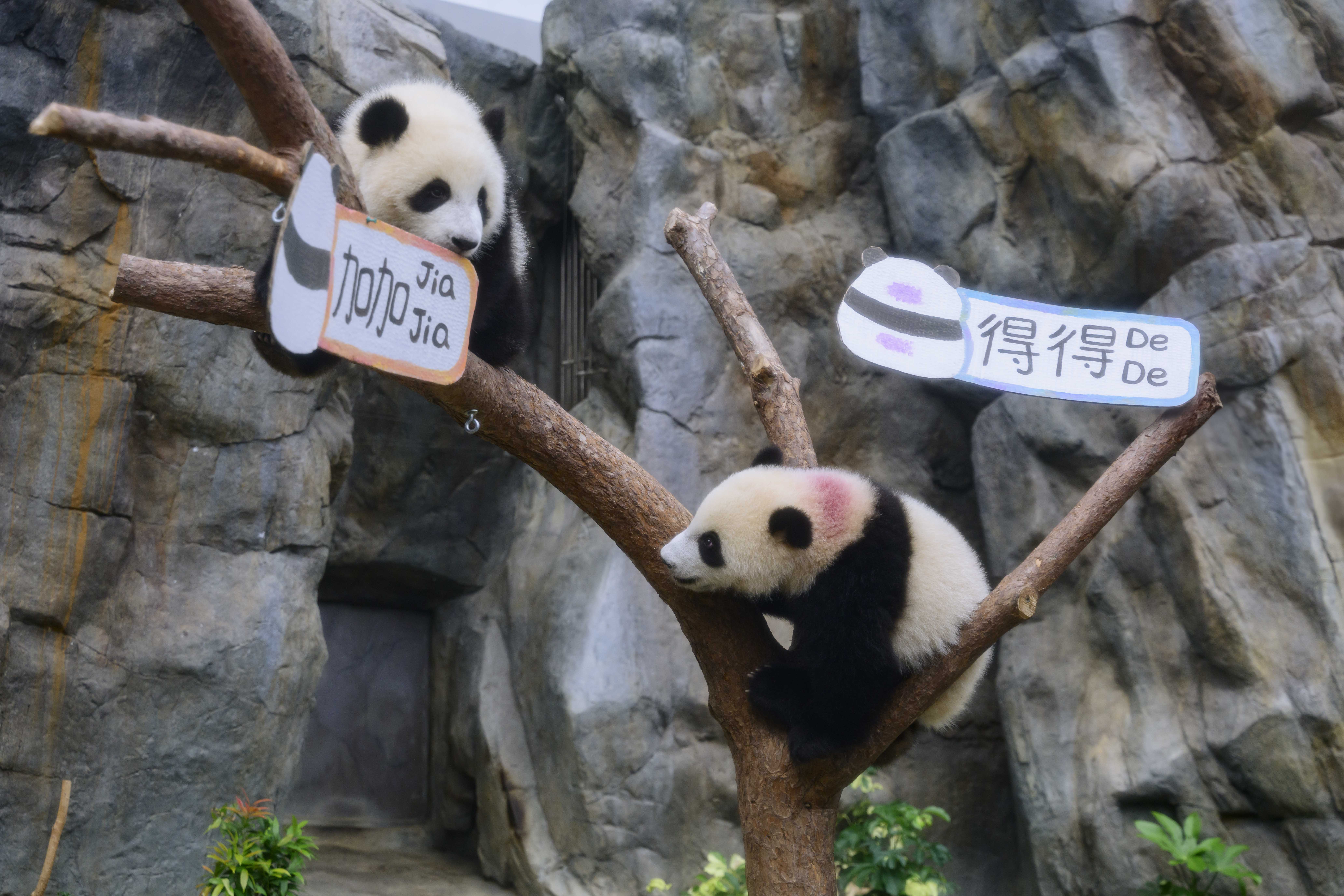 因為兩隻雙胞胎熊貓長得太像，為了區隔，園方在得得的背部下方印上無害的紫色色素，另外，兩姊弟的黑眼圈形狀不同，弟弟「得得」的黑眼圈尾部圓潤，尾巴毛色偏白；姐姐「加加」黑眼圈尾部輕微翹起，左眼比較明顯，恍如「鳳眼」，尾巴毛色偏黑，不過近日漸漸變白。（香港海洋公園提供）