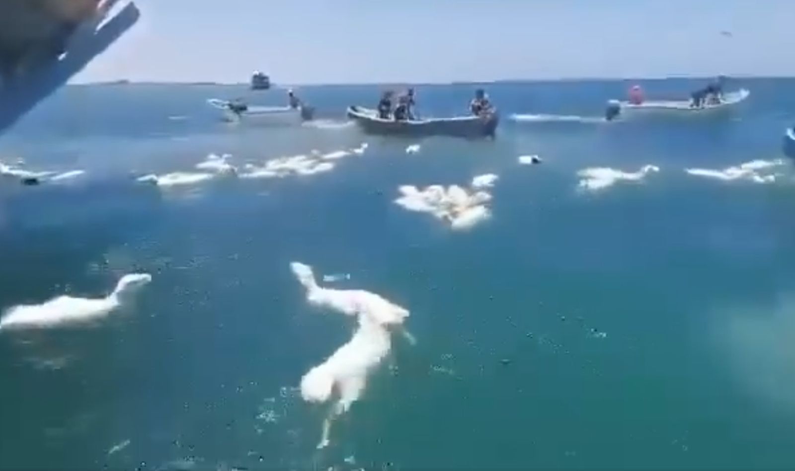 數千隻羊在大海中載浮載沉。(翻攝 Israel Against Live Shipments粉絲專頁)