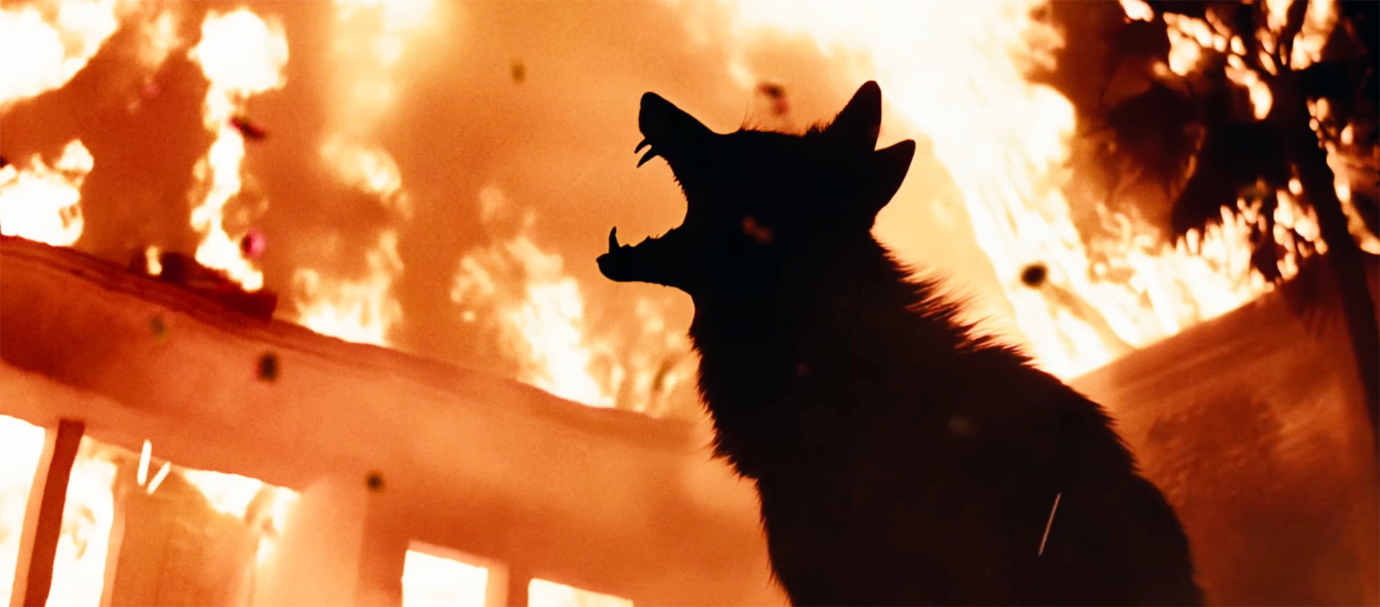 動物災難片《狼來了》描繪郊狼的棲息地遭到野火肆虐，侵入人類的住宅區覓食，沒想到一拍完洛杉磯就爆發野火了。（車庫娛樂提供）