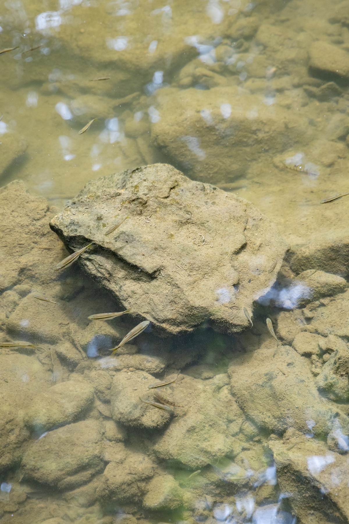 這裡的河川生態多樣化，可看見石灣馬口魚、台灣鏟顎頜魚、粗首鱲等魚種悠游在溪床裡。