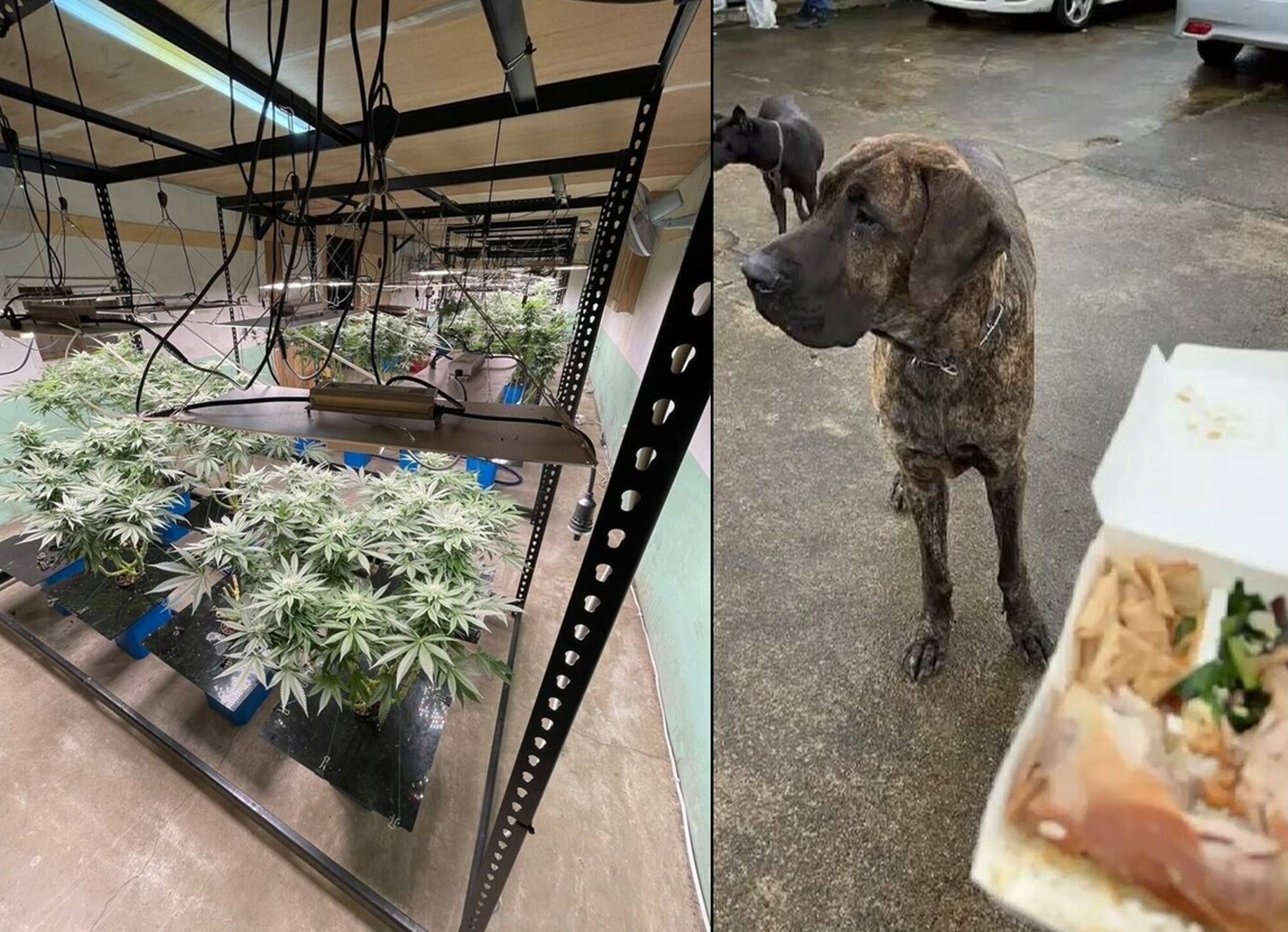 林姓兄弟的大麻農場，裡面活體植株與大麻菸成品、半成品，市價超過600萬。還飼養惡犬看守大麻農場，結果被警方用爌肉便當擺平狗兒。（警方提供）