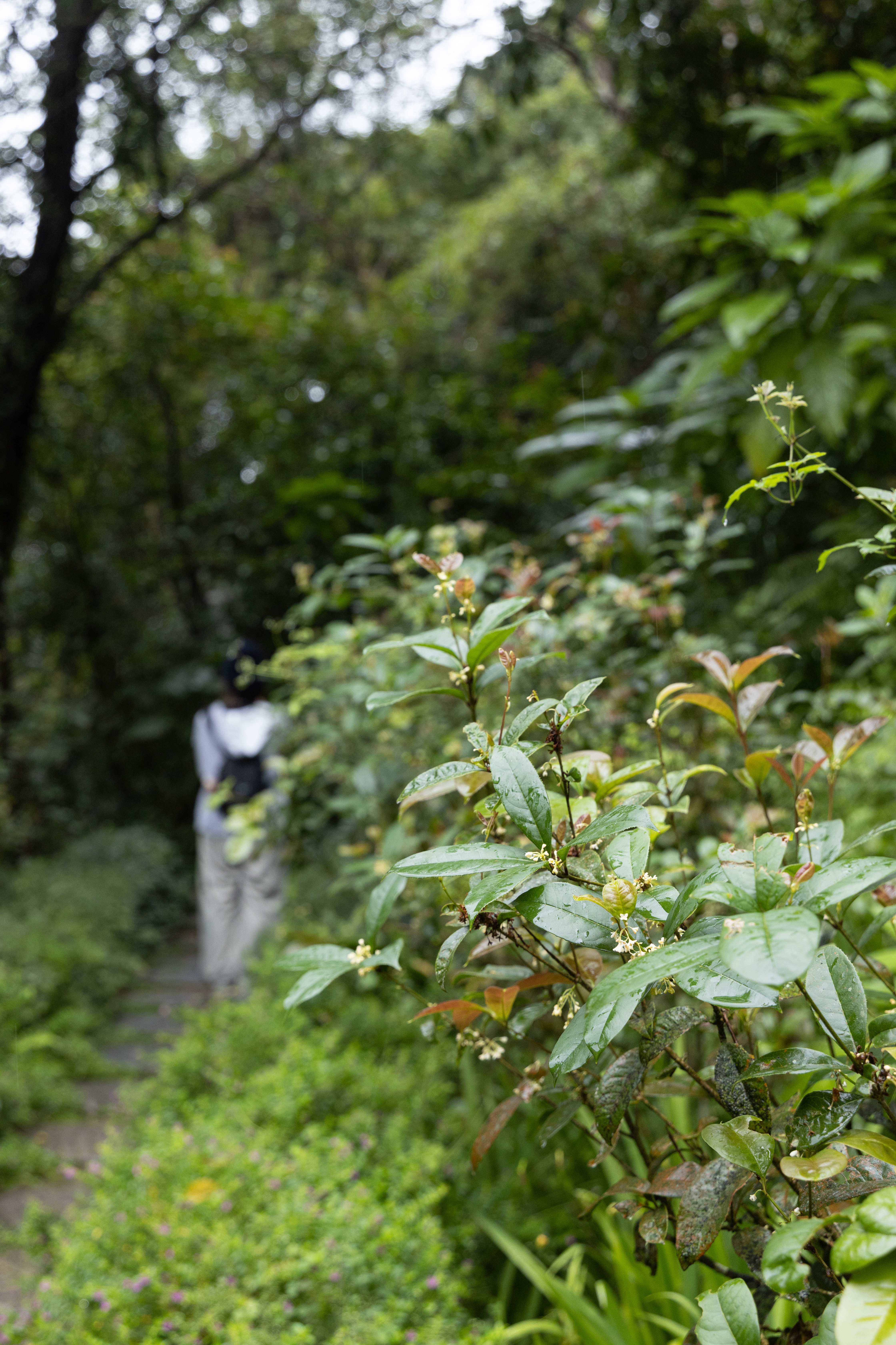 登山口處步道兩側種滿桂花樹。