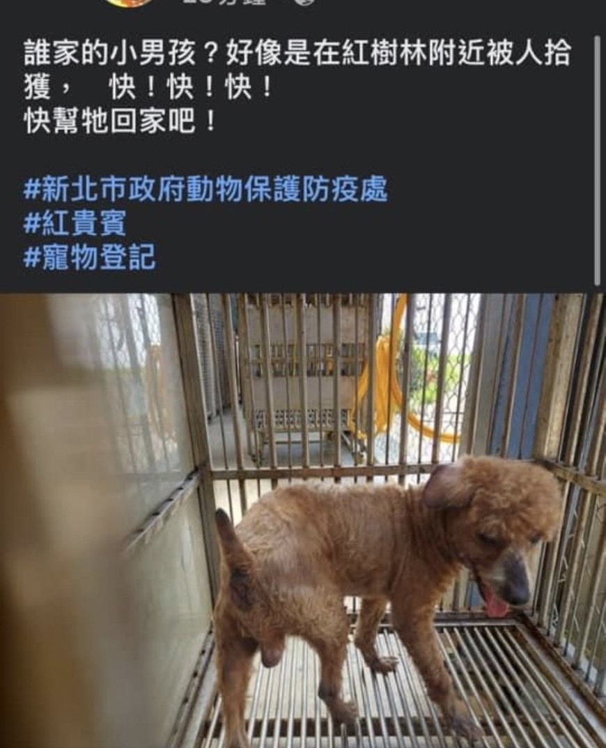 高齡被棄養的ㄎㄡㄎㄡ，原本狀況不好，身上沒有什麼毛。（心寵星提供）