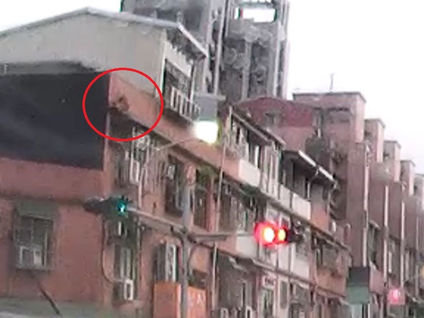 新北樹林一隻犬隻疑因雷雨受驚,從頂樓露台翻越女兒牆墜落死亡。(翻攝自新北市動保處)