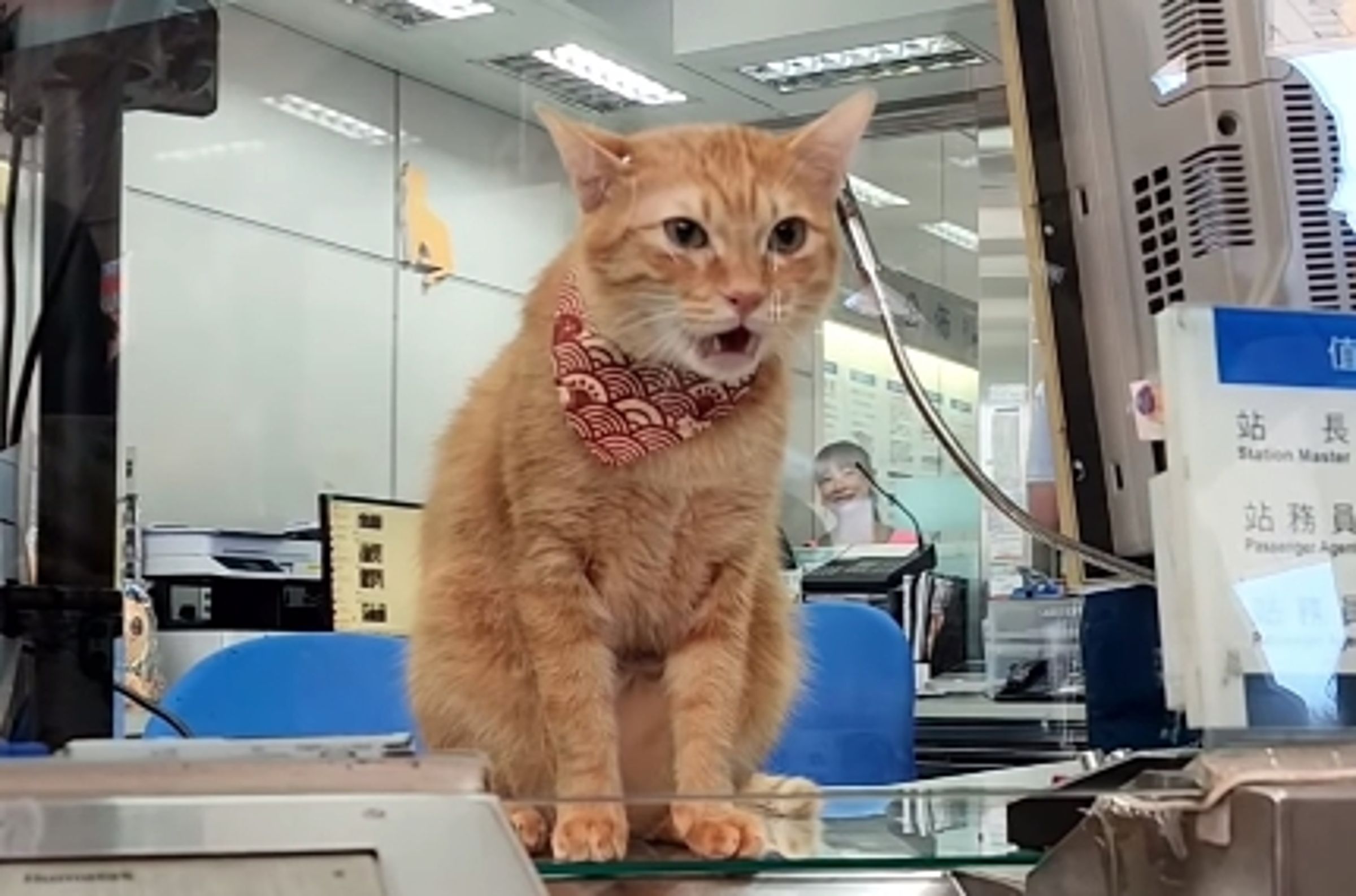 站長蜜柑假日值勤充滿怨言,不過碎唸完後,還是盡責地繼續上班。(翻攝自instagram@krtcmikan)