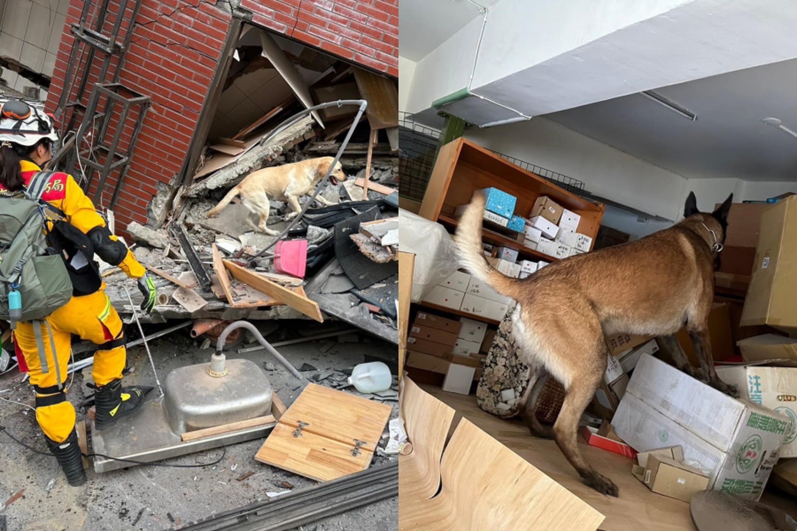 台南搜救犬也投入花蓮地震救災工作。（圖／翻攝自臺南市政府消防局 News臉書）