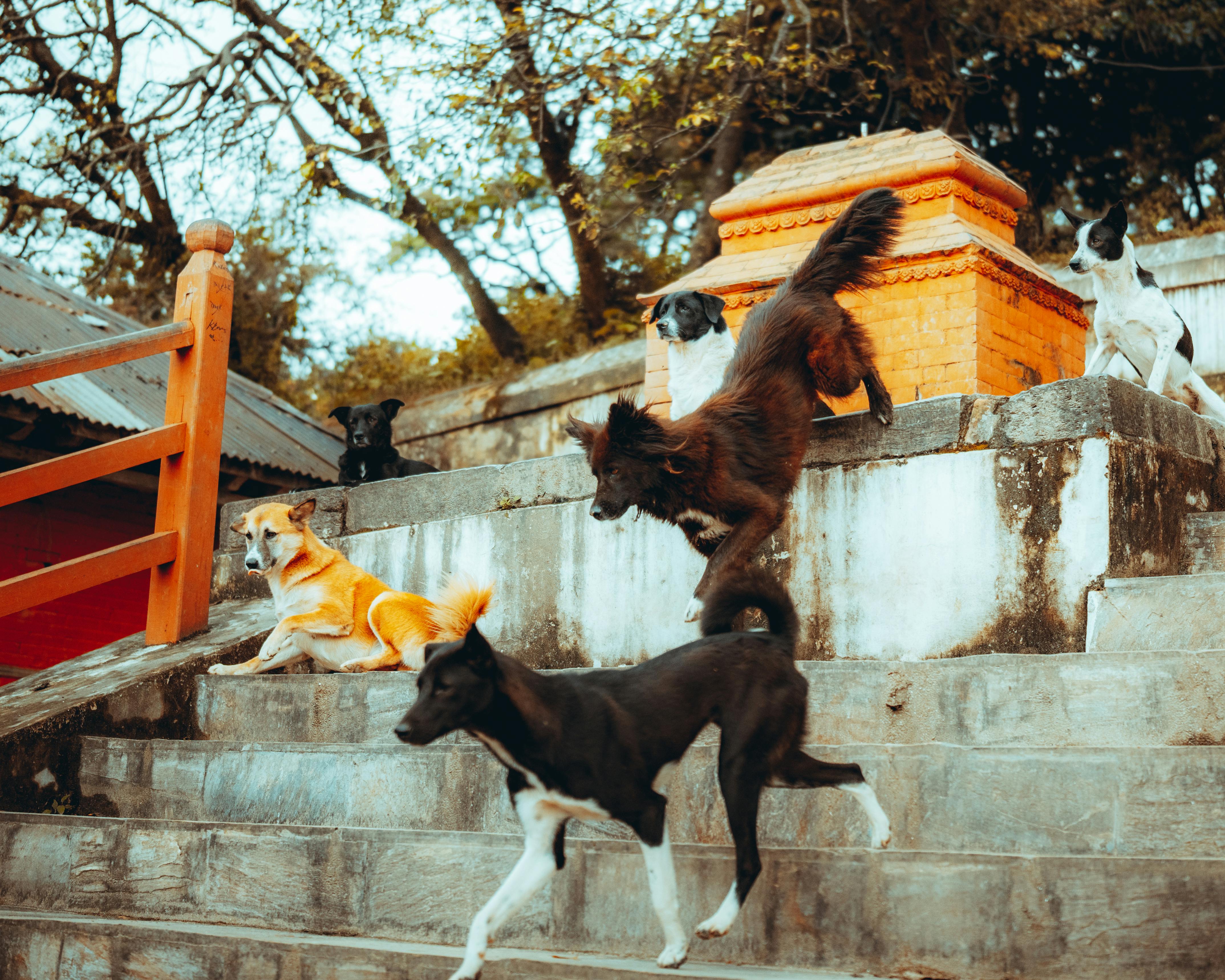 印度西孟加拉邦一名新生兒遭遺棄在寒冷街頭，靠流浪犬圍成「護衛圈」撐過一夜，幸運被居民發現送醫。（示意圖/pexels）