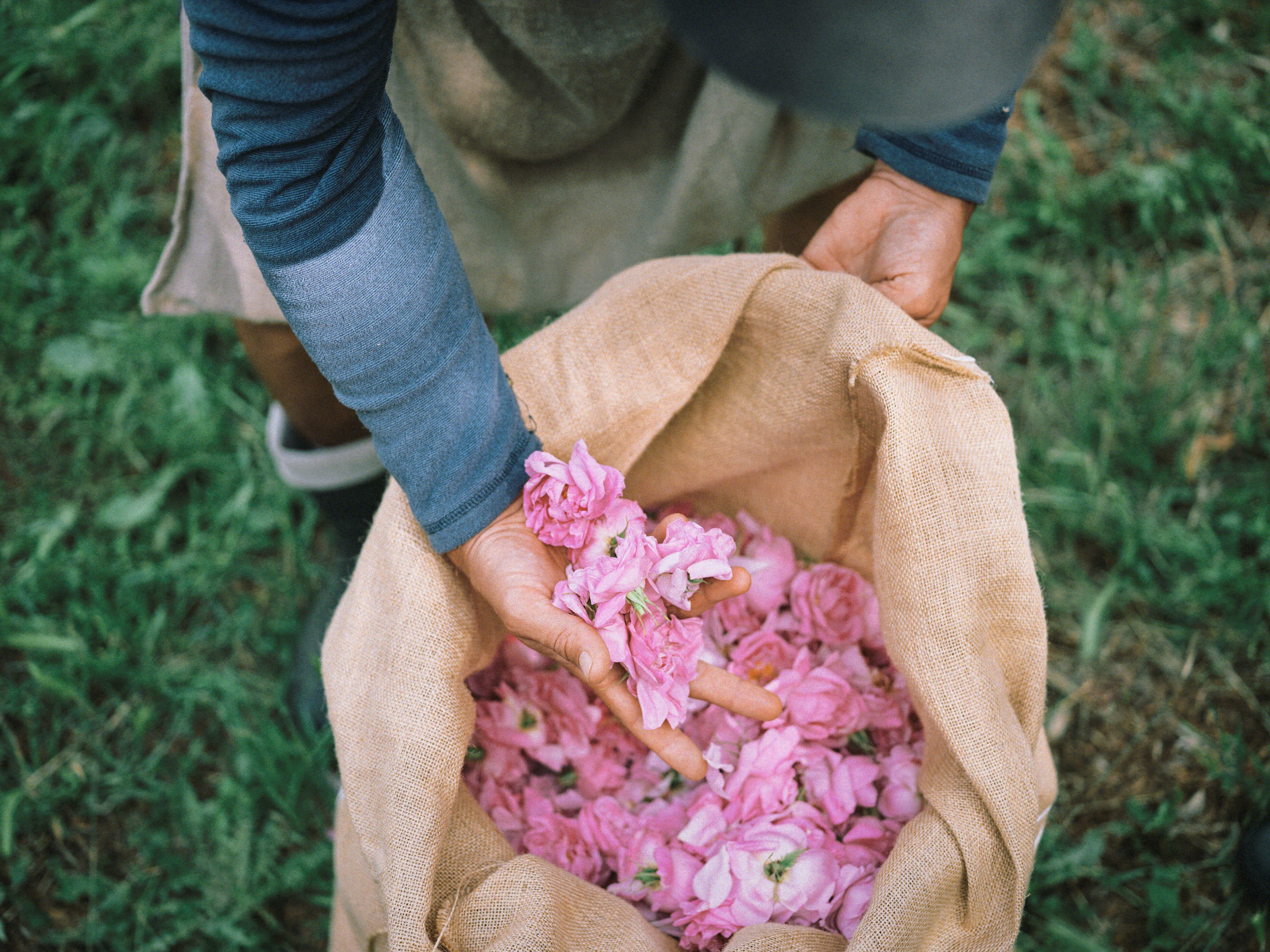 香水從原料選擇、萃取、調香到包裝皆於法國普羅旺斯的香水重鎮Grasse完成。（Onitsuka Tiger提供）