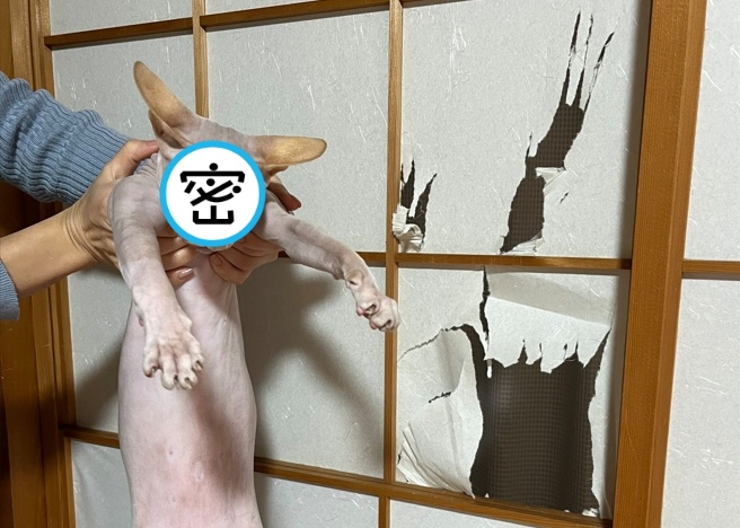 紙門慘遭「爪痕攻擊」,洞口爪痕清晰可見。(翻攝自X @いるま)