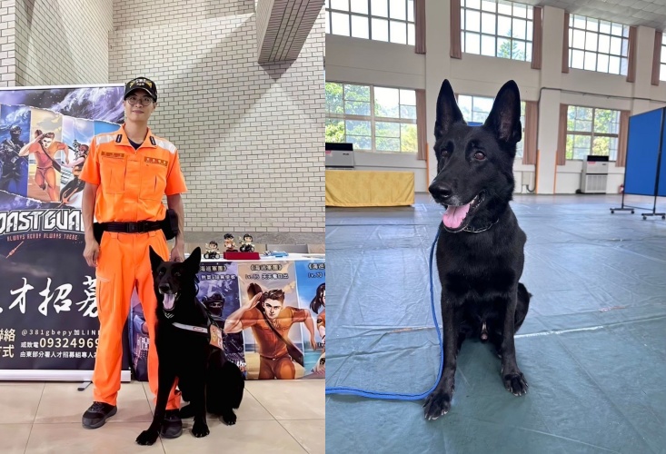 現年6歲的德國狼犬「鐵諾」，自2歲起就開始與海巡隊並肩作戰。（海巡東部分署提供）