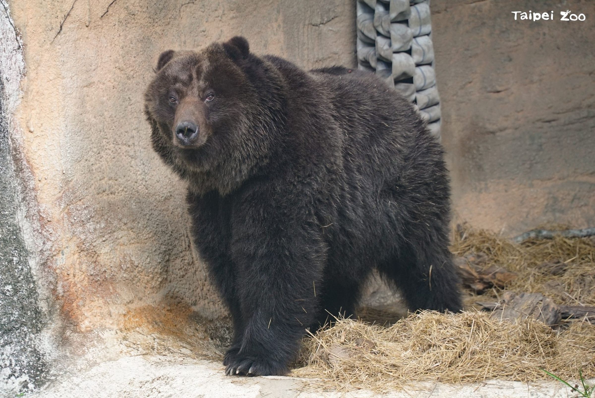 北市動物園棕熊「小喬」離世。(北市動物園提供)