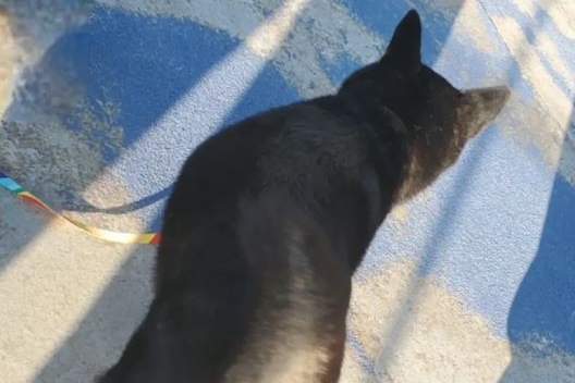 1隻柴犬落海失蹤26小時,奇蹟被尋獲。(翻攝自大林真弘IG)