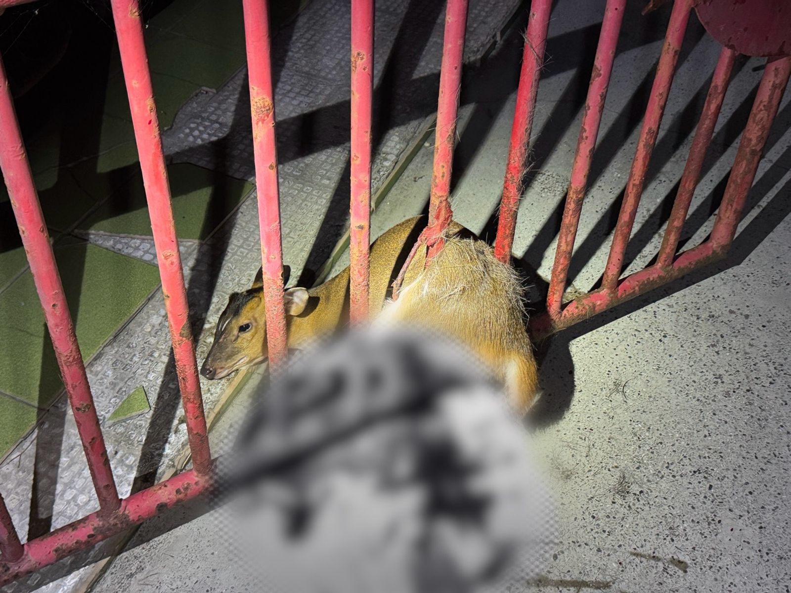 小山羌硬闖民宅「肚肚卡鐵門」哀哀叫 警戴手套救援脫困
