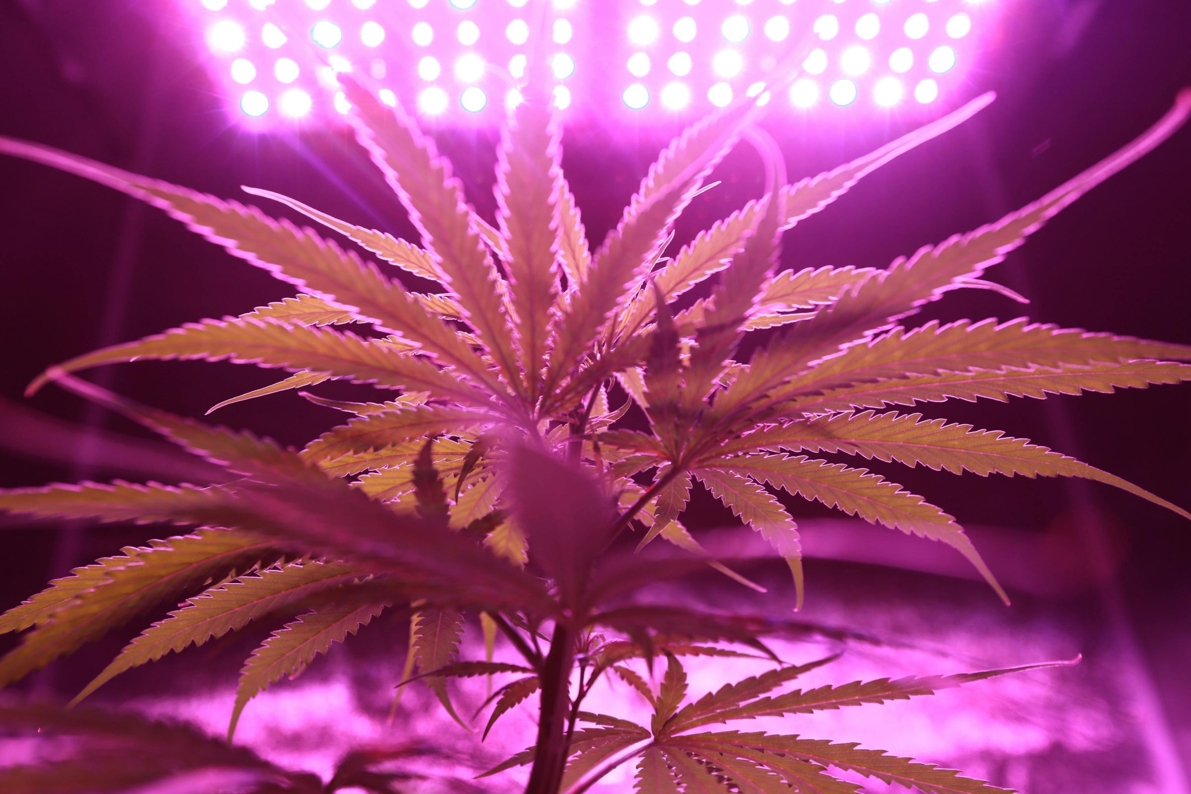 彰化地院將種植大麻的宋姓刺青師判刑6年，協助他的徒弟判刑2年半。（示意圖，pexels提供）