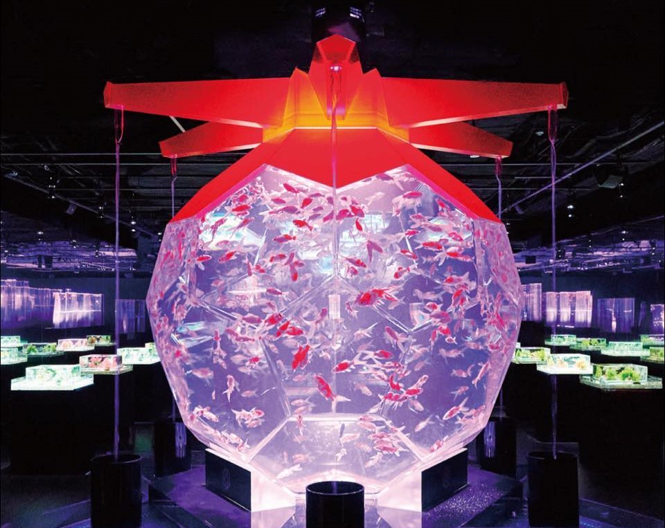 日本的金魚藝術展（Art Aquarium）將於今年12月移師台北市信義區「ATT 4 FUN」的SAKURA餐酒館展出，但此舉引發了動保團體的強烈反彈。（翻攝Facebook@ Art Aquarium Taipei）