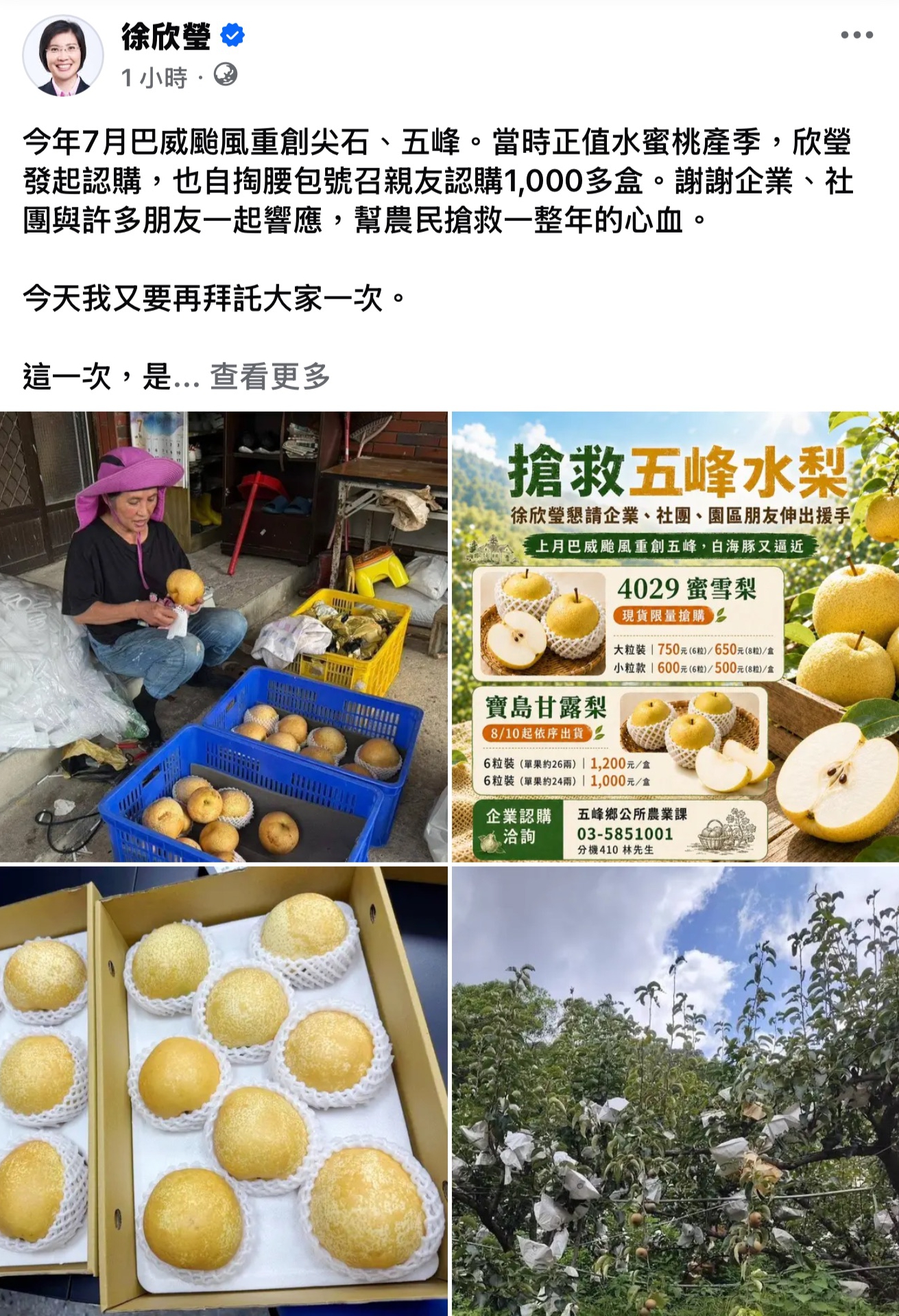 颱風白海豚來襲,新竹五峰鄉水梨緊急採收,立委徐欣瑩在臉書緊急呼籲「搶救五峰水梨」,拜託各界認購,助果農渡過難關。(翻攝徐欣瑩臉書)