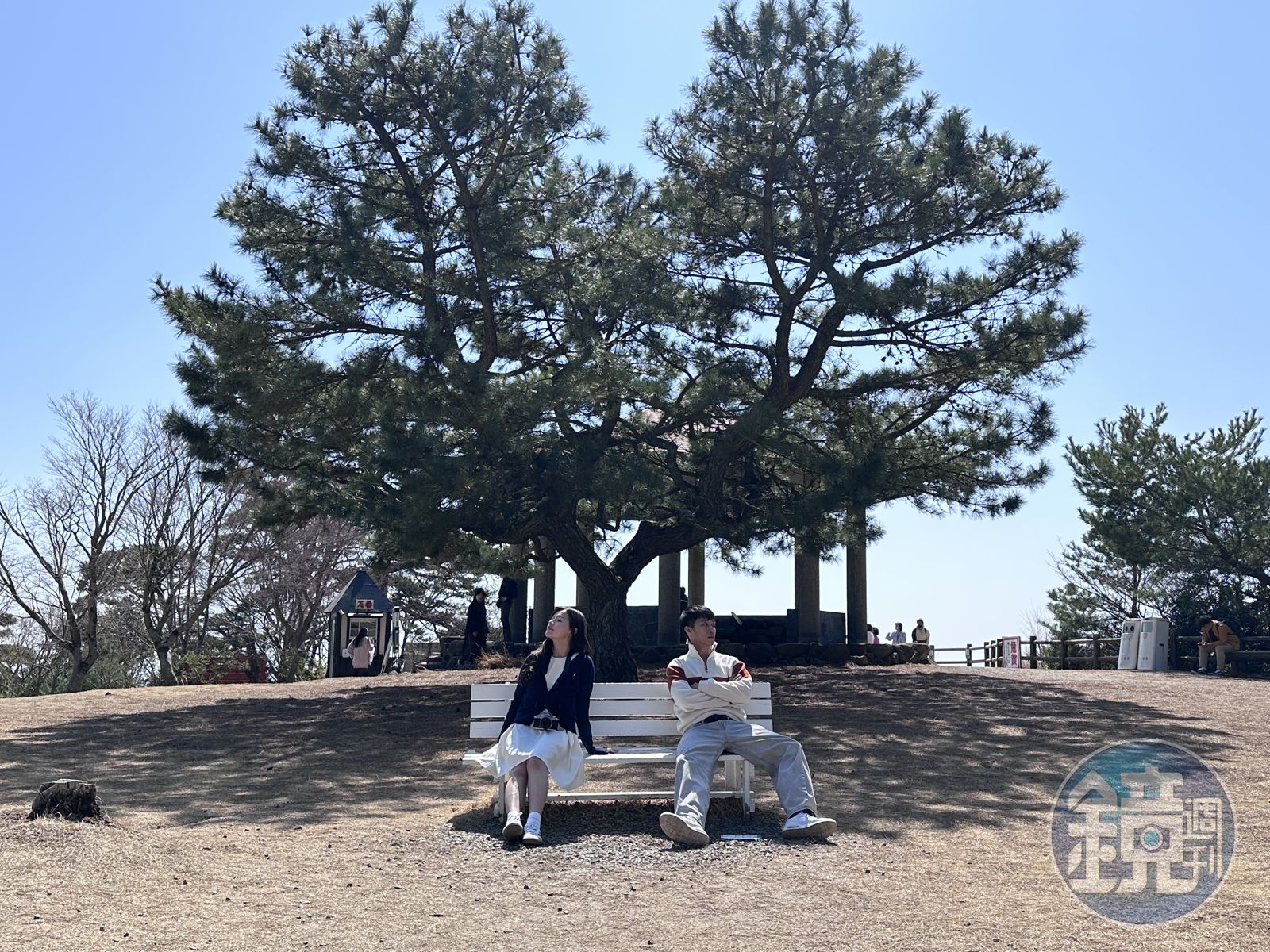 「心型松木愛情椅」是情侶約會熱門的拍照打卡點之一。