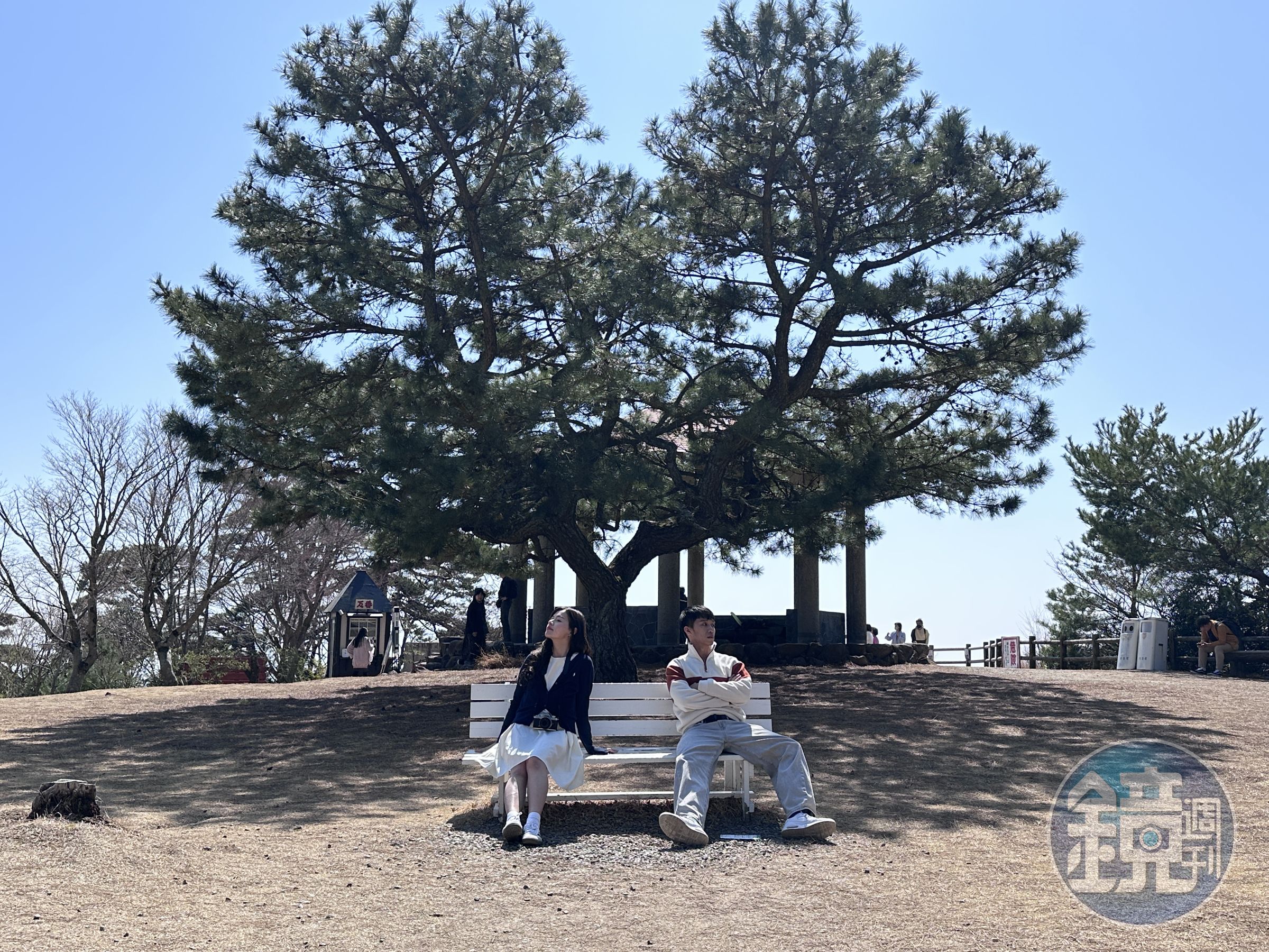 「心型松木愛情椅」是情侶約會熱門的拍照打卡點之一。