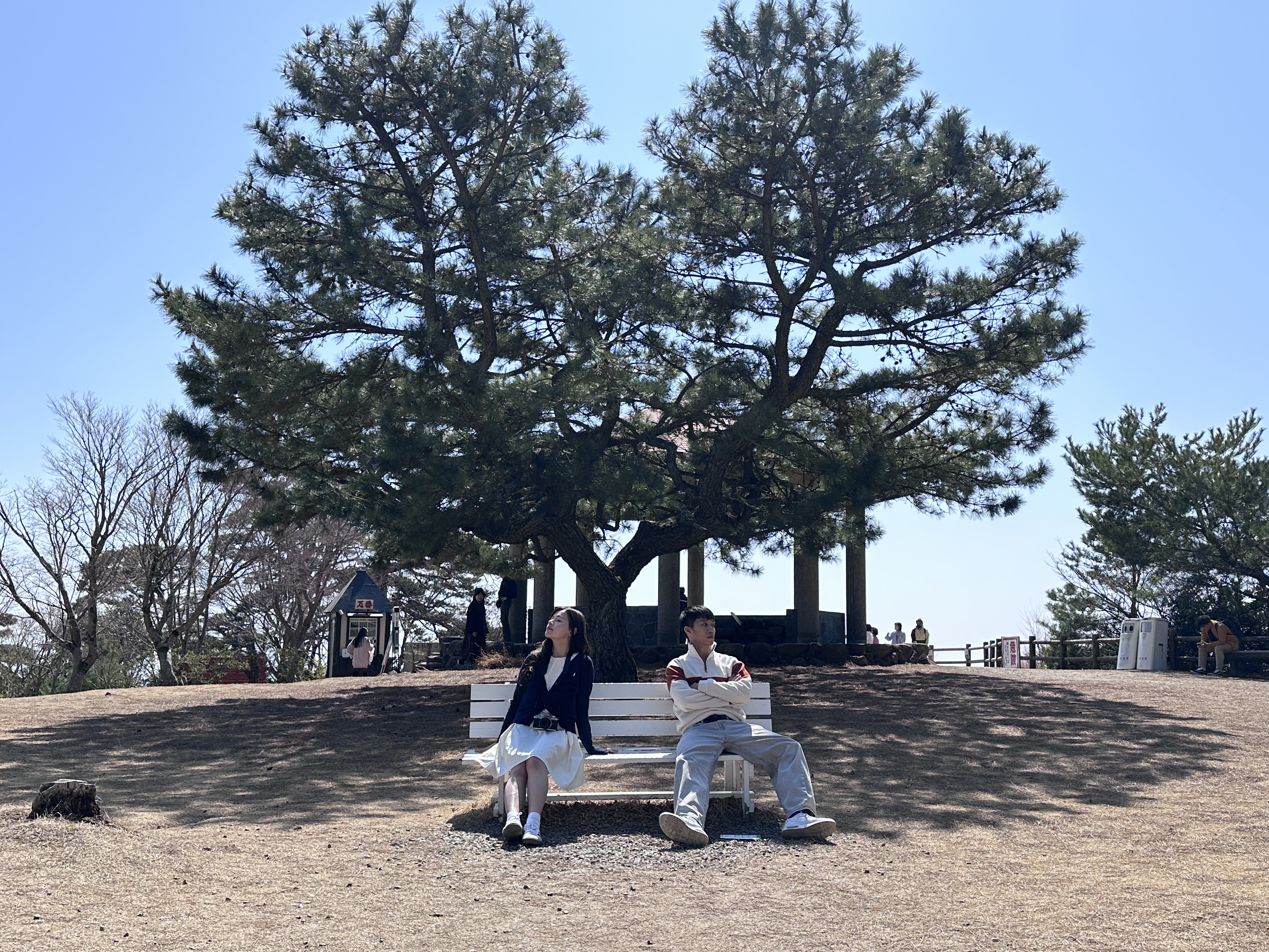 「心型松木愛情椅」是情侶約會熱門的拍照打卡點之一。