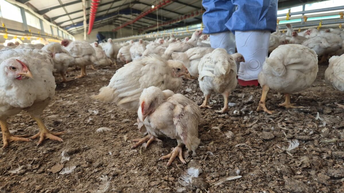 南非一間大型家禽公司因財務崩潰竟放任逾50萬隻雞自相殘殺。（翻攝NSPCA官網）