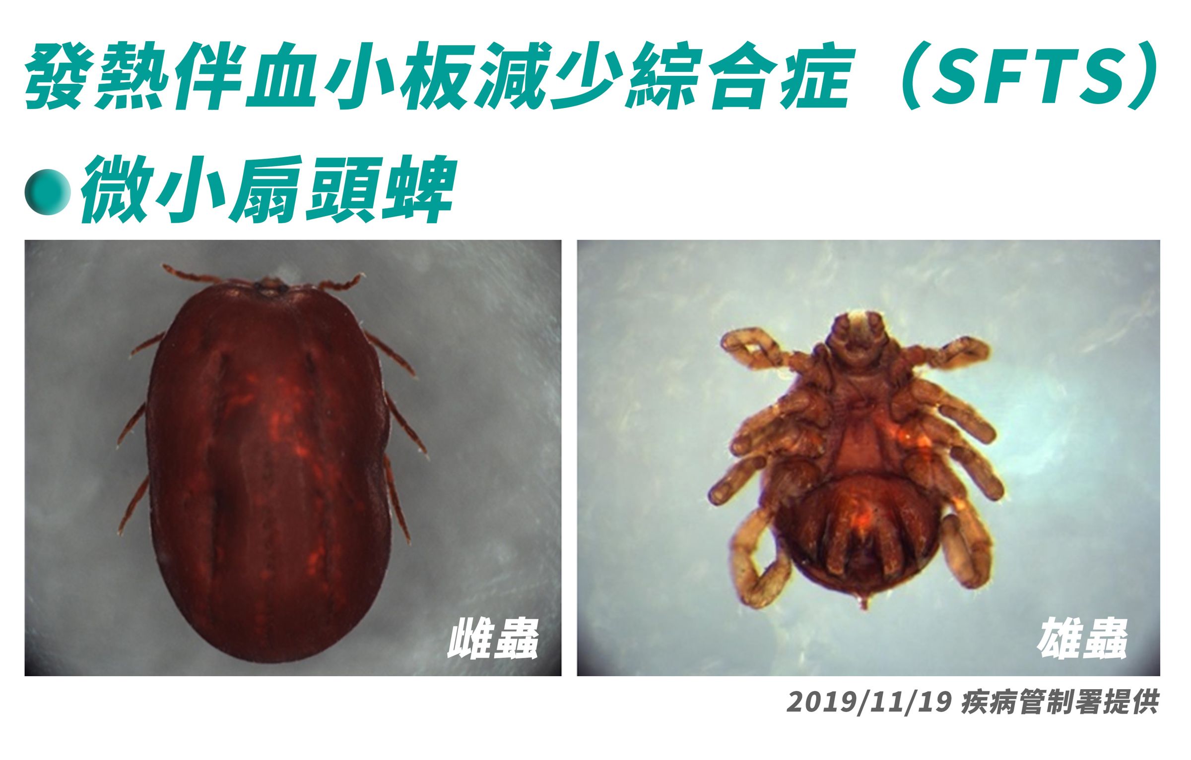 疾管署過去就曾說明蜱蟲病,主要透過蜱蟲叮咬,致死率最高達15%。(疾管署提供)