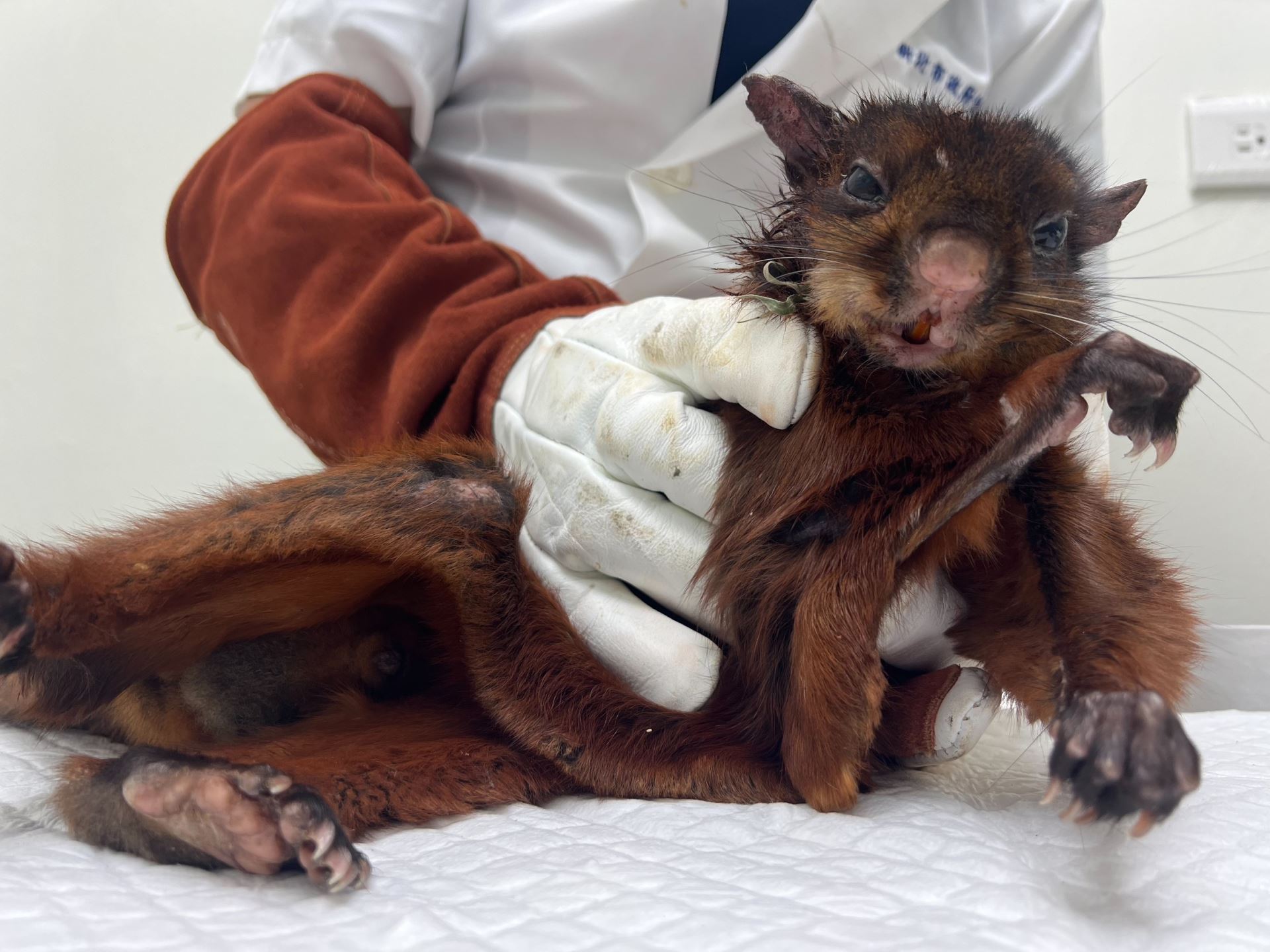 三芝水溝驚見「大赤鼯鼠」！滑翔高手摔傷獲救。（新北市動保處提供）