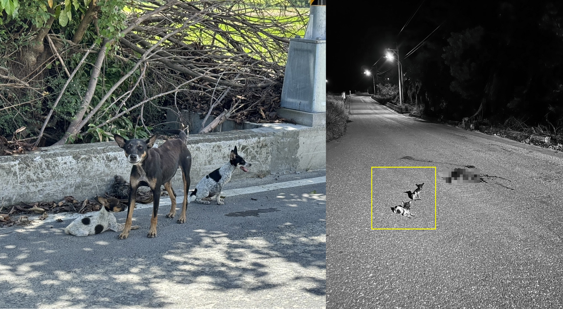 狗媽媽遭路殺，2隻幼犬在一旁不願離去。（翻攝臉書）