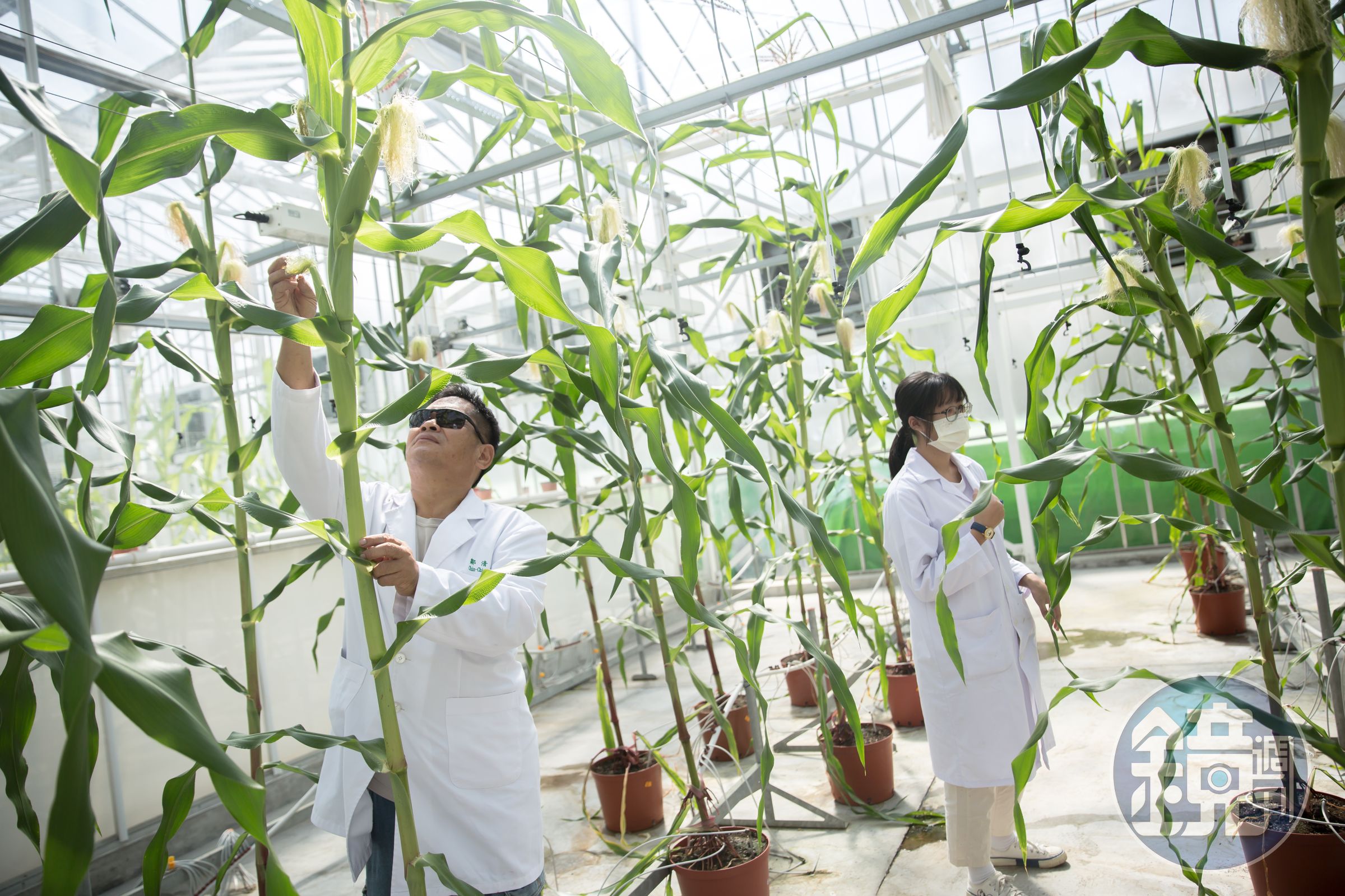 荷蘭專業溫室公司替正瀚量身打造的高規格實驗溫室,有智慧型環控系統,並可保持全年光照需求。