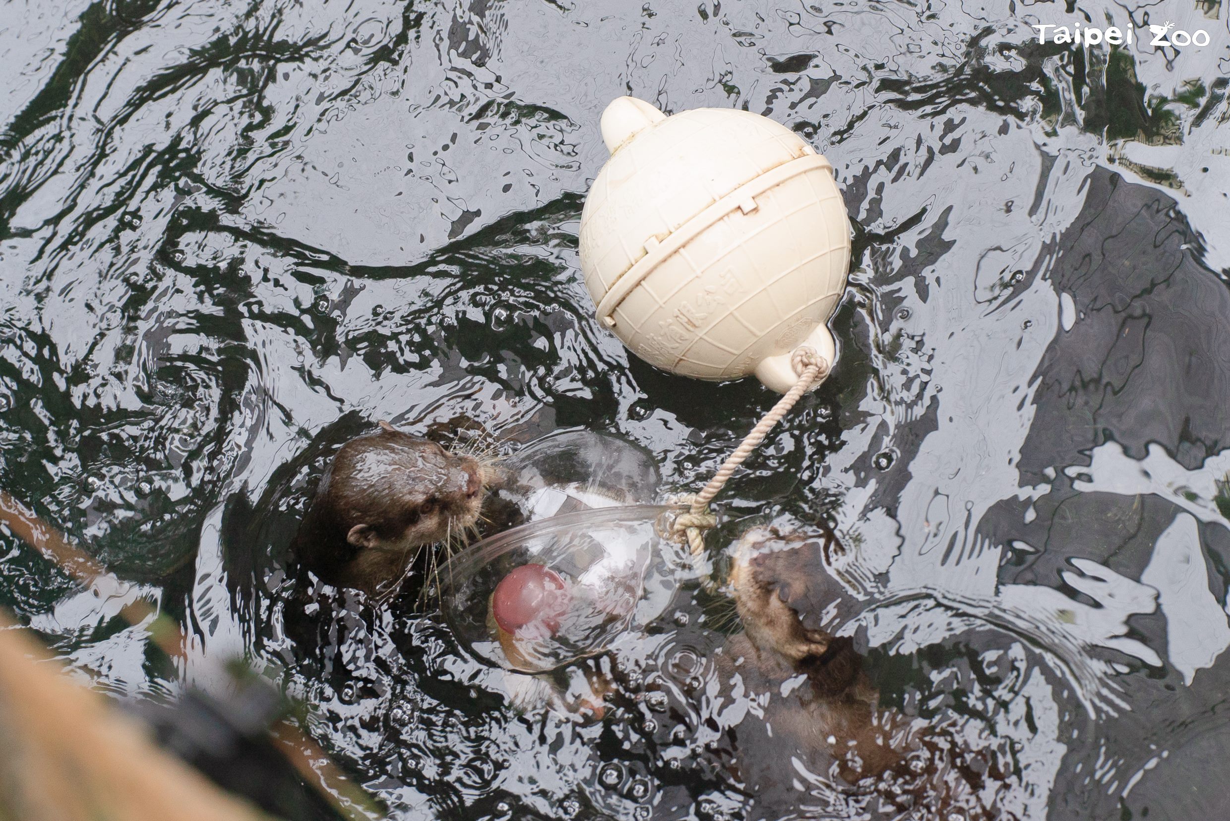 放回水上的浮球行為豐富化物件看起來更像湯圓。(台北市立動物園提供)