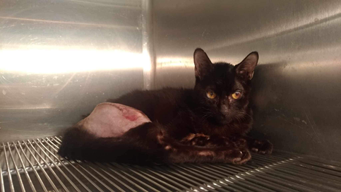 小黑貓經縫合大腿骨後漸漸恢復健康。（新北動保處提供）