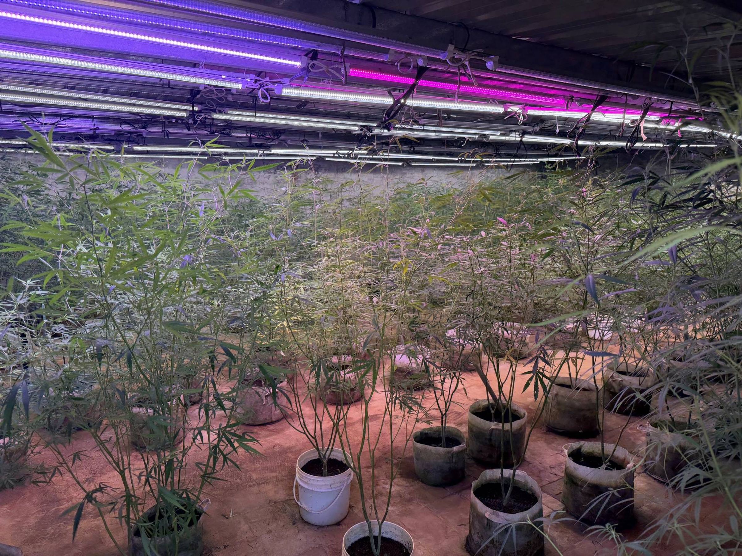 警方查獲大麻種植農場，負責人遭起訴。警方提供。