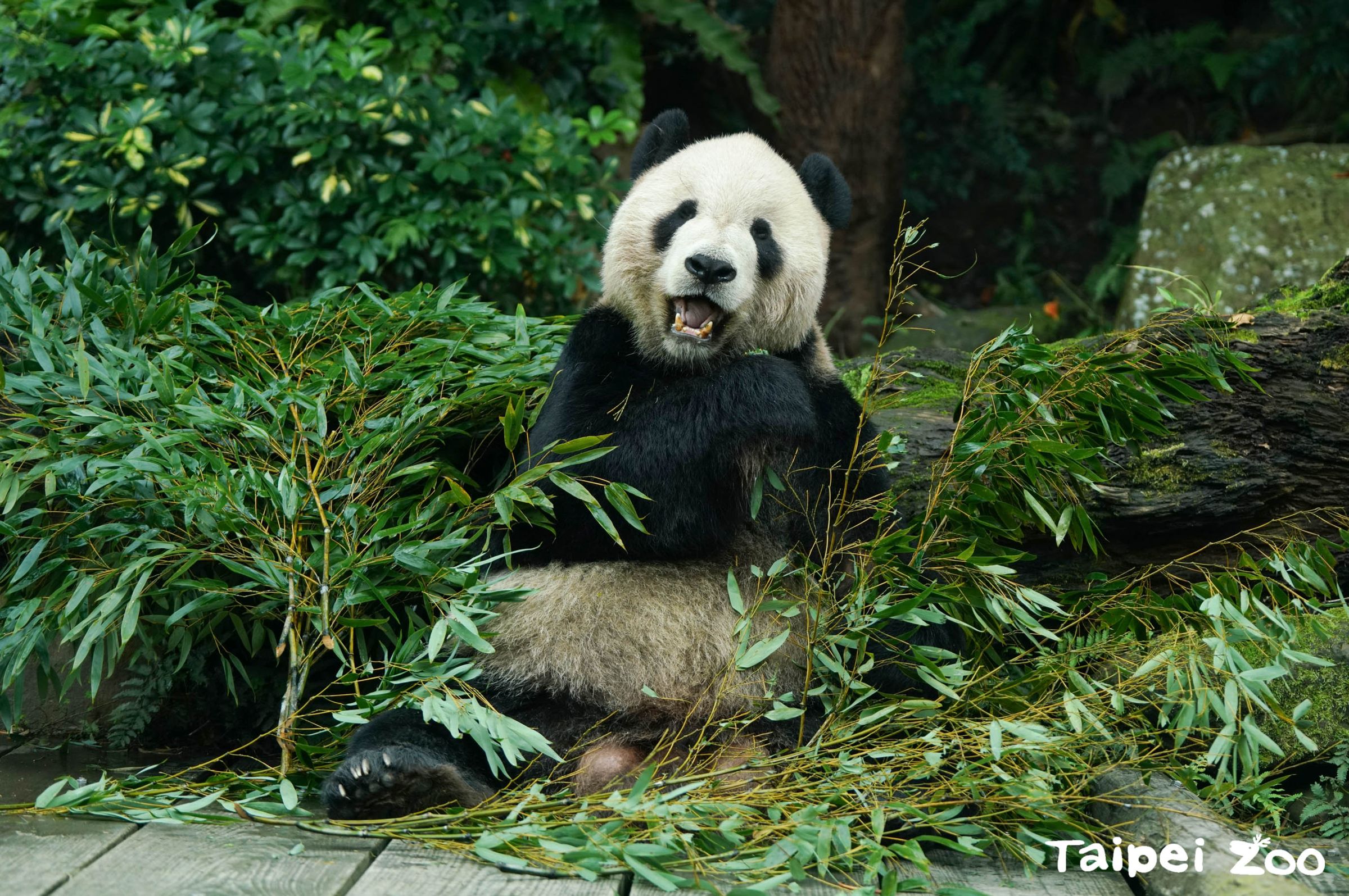2008年來台的大貓熊團團，是家喻戶曉的動物明星。（台北市立動物園提供）