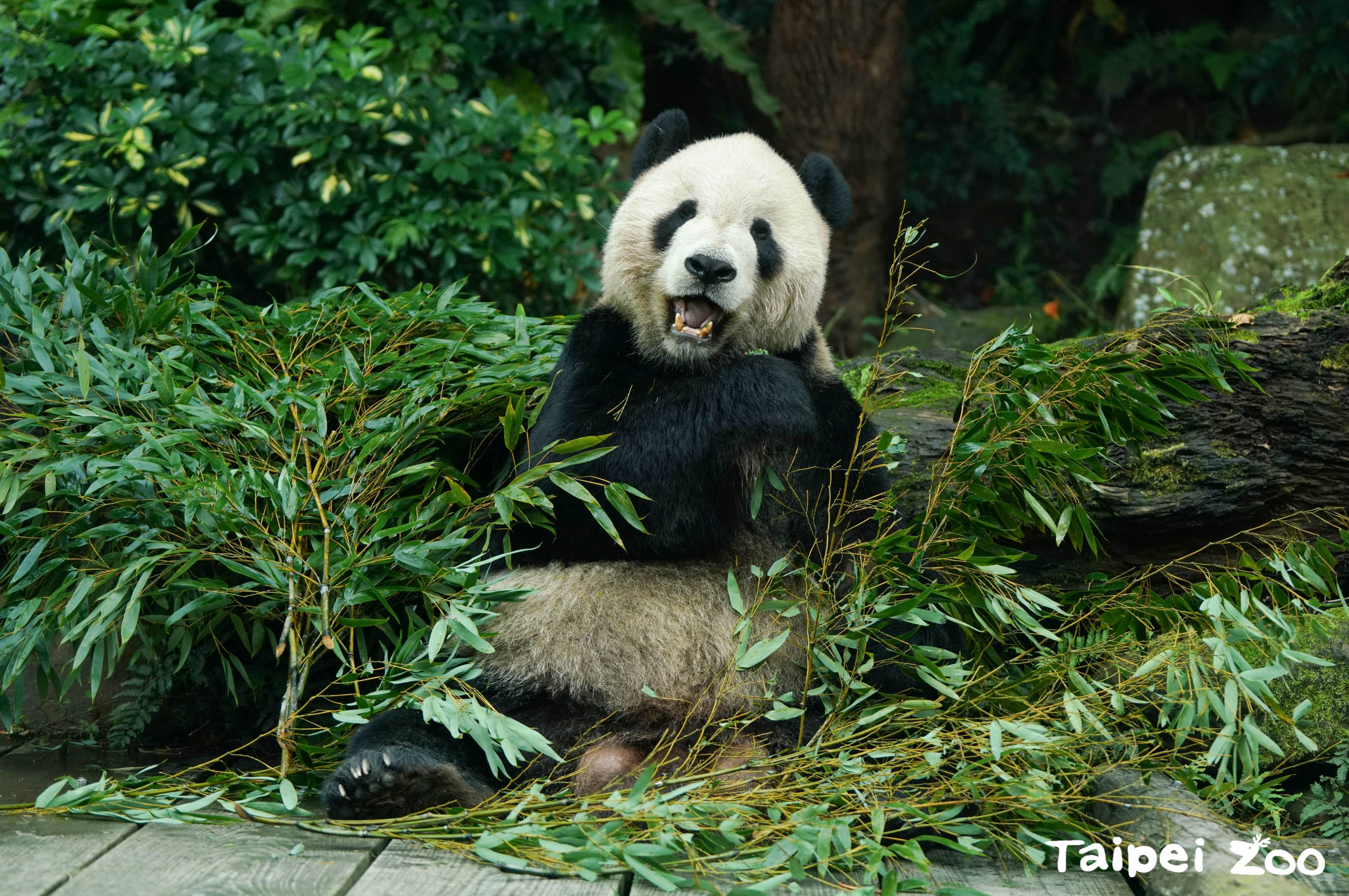 2008年來台的大貓熊團團,是家喻戶曉的動物明星。(台北市立動物園提供)