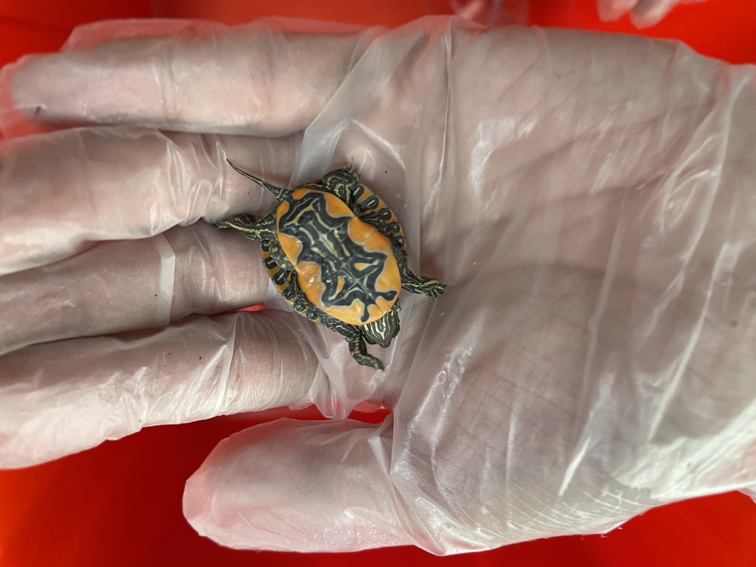 走私生物包括龜類。（海巡署提供）