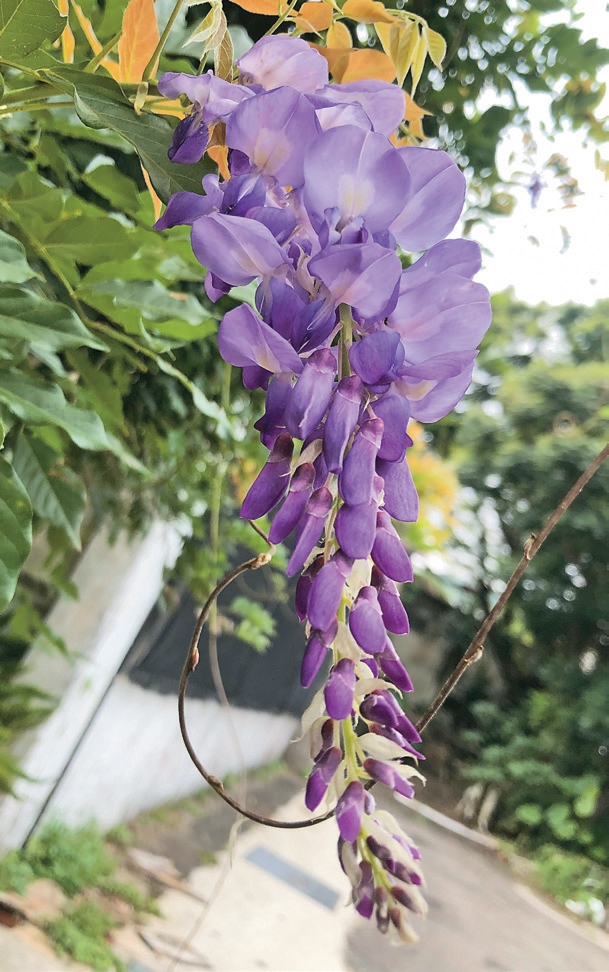 陽明山前山公園的紫藤花將春日點綴得更加浪漫。(資料照)