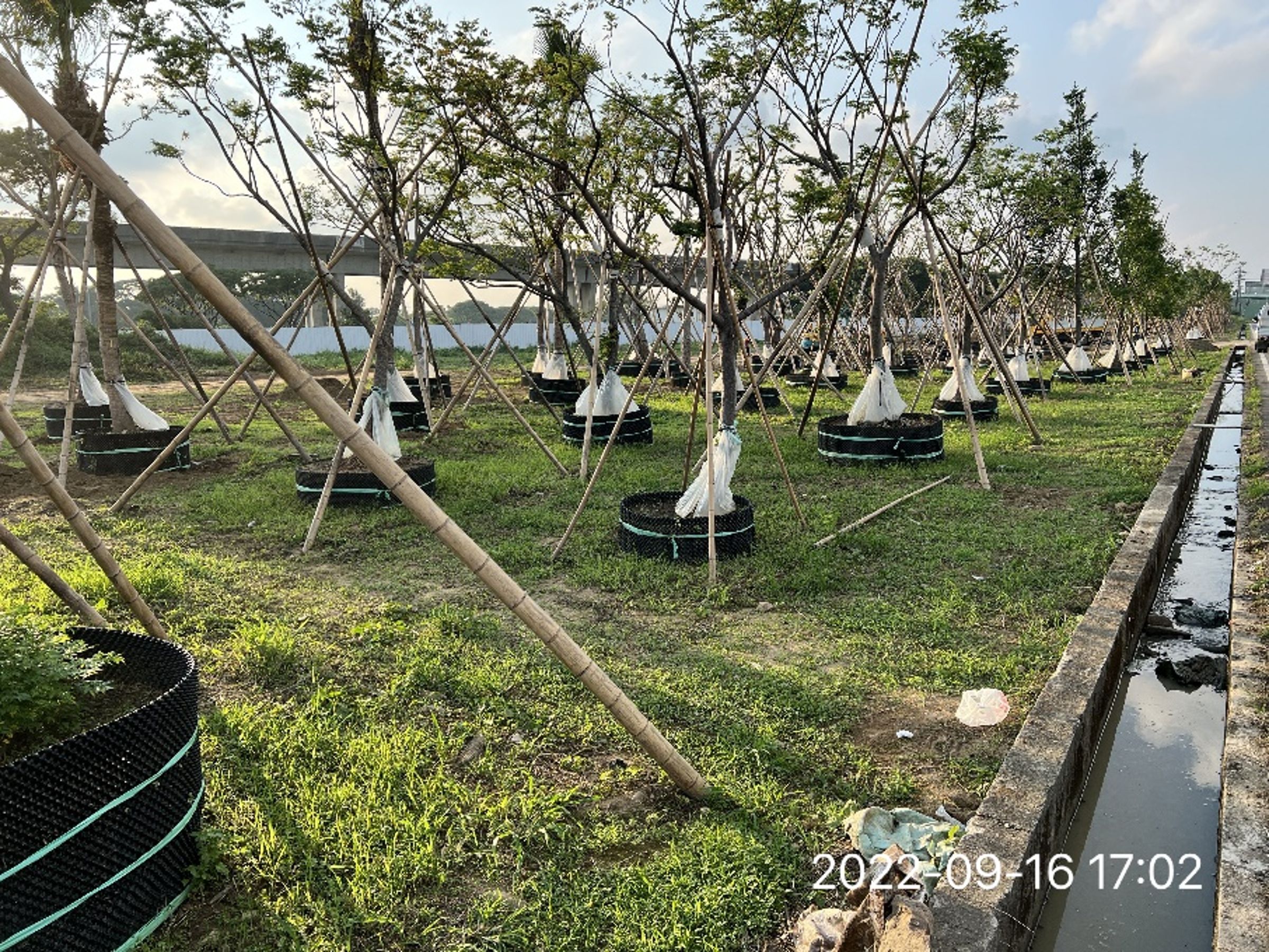 利德表示，冠森公司提供之竹柏照片，依移植計畫書全工區計有16株，其中2株因病蟲害及關鍵因子>3判定需移除，其餘皆為移植，絕無「濫砍」情事。（利德工程提供）