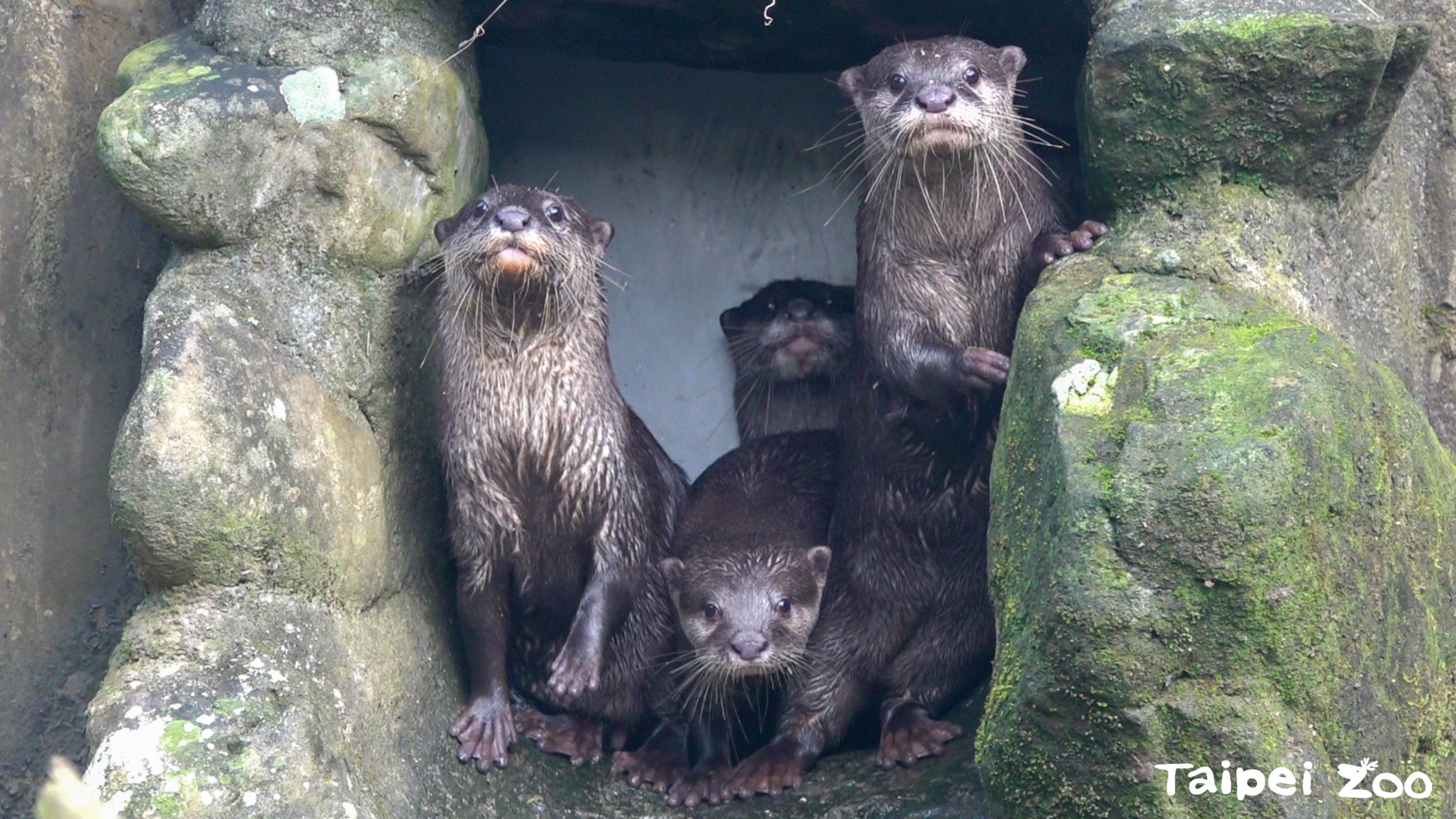 小爪水獺兄弟姊妹們站在門口東張西望。(台北市立動物園提供)