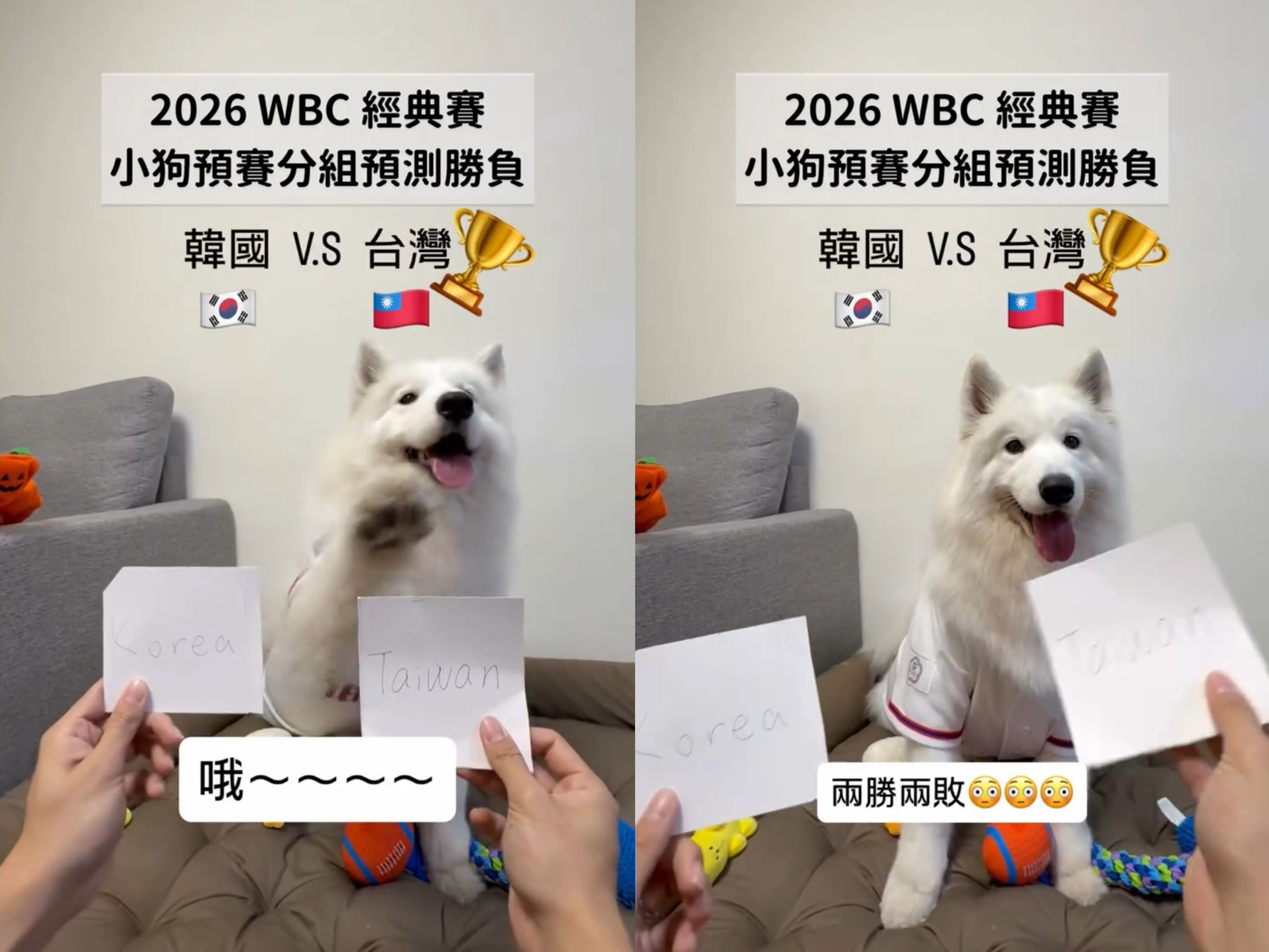 薩摩耶萊芙的「預言」全數命中，兩勝兩敗與中華隊最終戰績一致。（翻攝自instagram＠lifewang_samoyed）