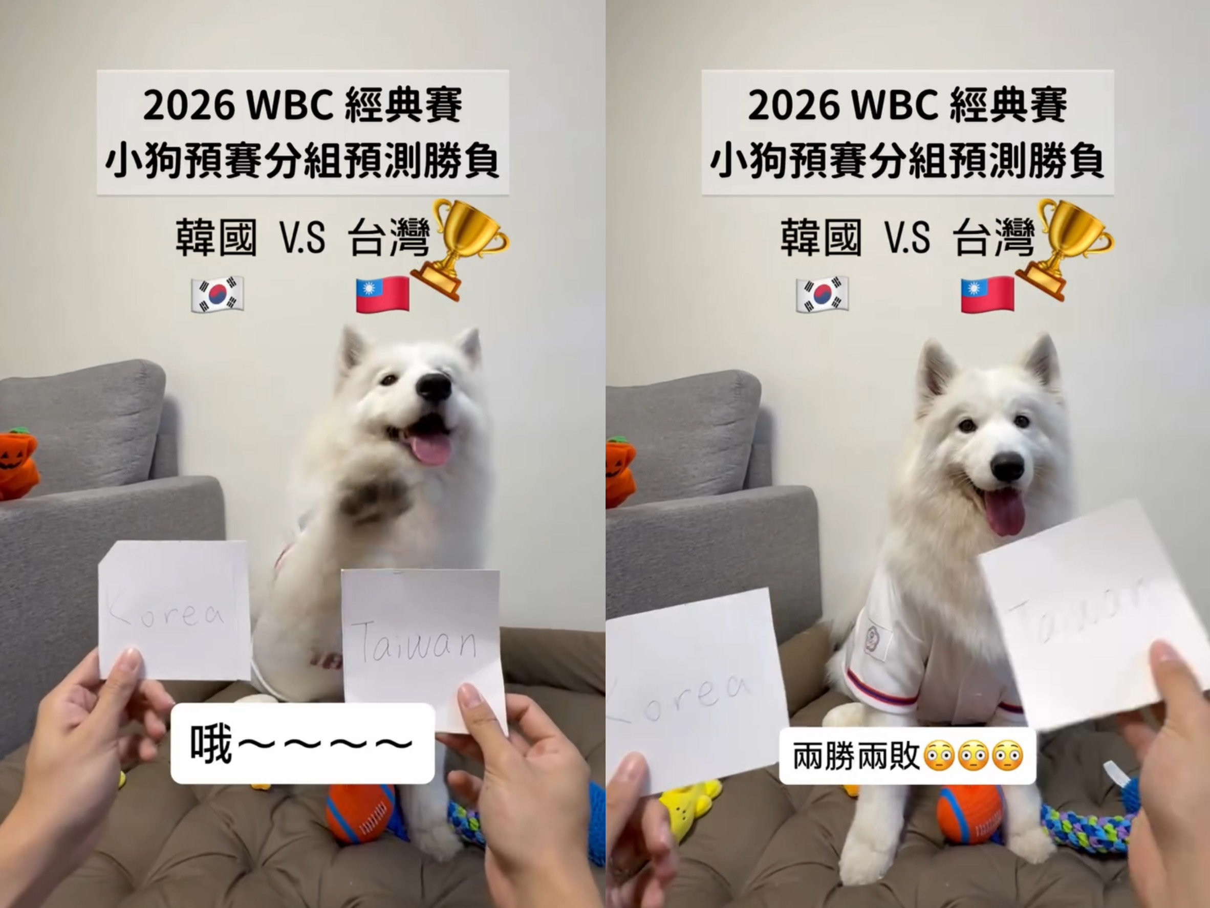 薩摩耶萊芙的「預言」全數命中,兩勝兩敗與中華隊最終戰績一致。(翻攝自instagram@lifewang_samoyed)