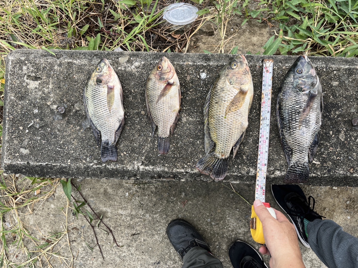 台中頭汴坑溪立仁橋500條死魚散布，環保局進行魚體採樣作業。（台中市環保局提供）