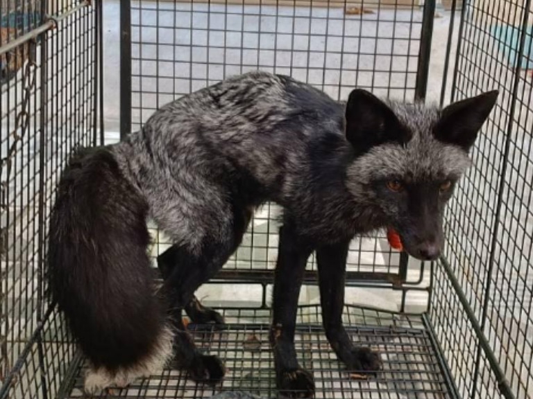 苗栗出現一隻銀狐遊蕩街頭，目前在收容所等待主人。（翻攝自全國動物收容系統）