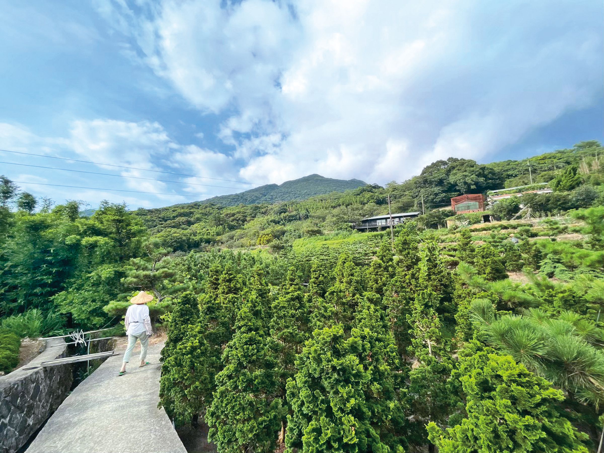 在竹子湖可見海芋花海與小油坑交映的美景。（圖／北投區農會）