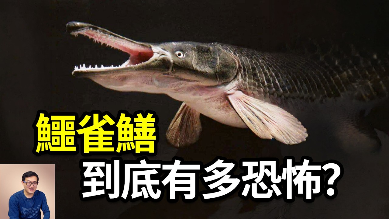 YouTuber老肉雜談今年4月製作節目，介紹鱷雀鱔食性與傷人事件。（翻攝自YouTube）