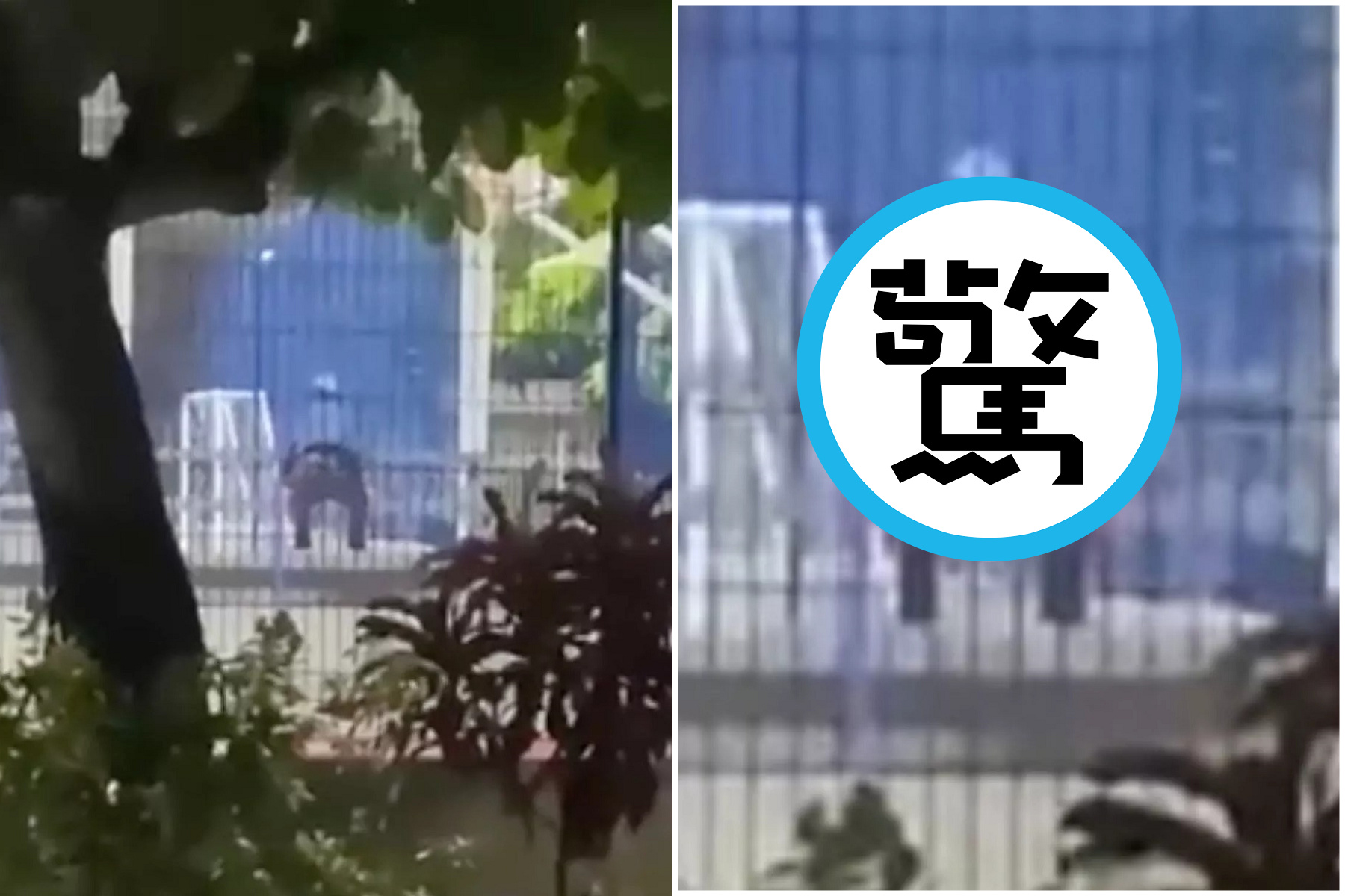女在公園騎馬,近看竟是活春宮!黃衣小孩路過直擊「動物交配」。(翻自infobae.com)