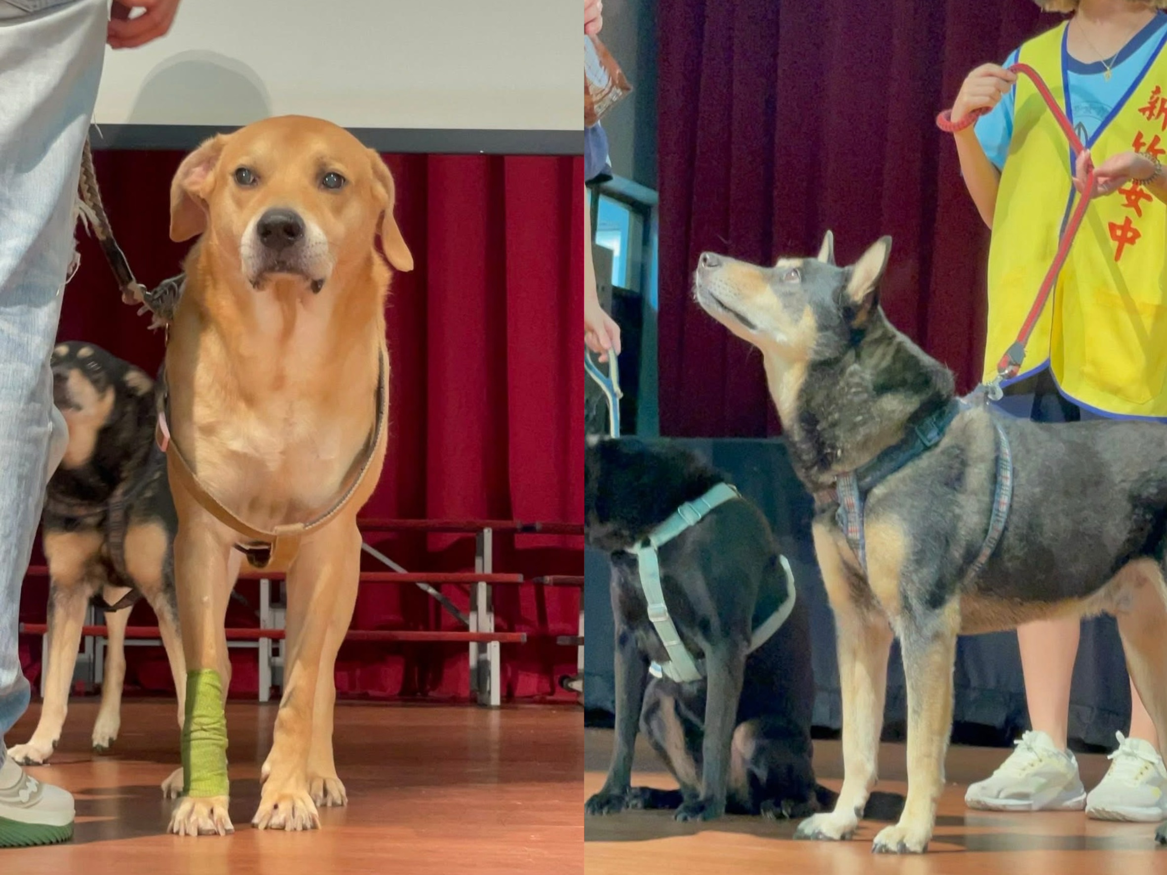 新竹女子高級中學在新生訓練典禮上，用30分鐘一一介紹校園貓犬。（翻攝自竹女校狗Happy）